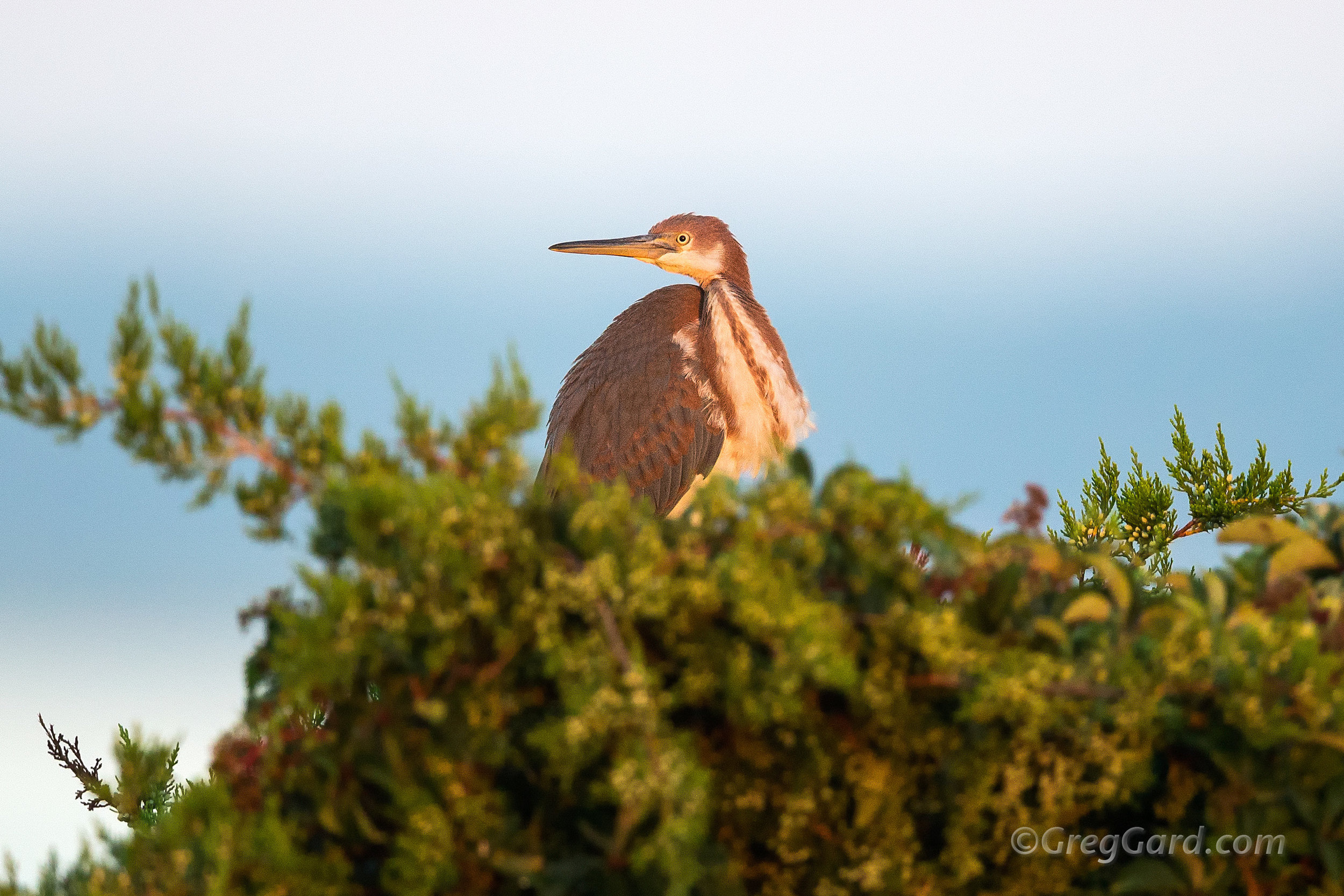 Juvenile Tricolored Heron