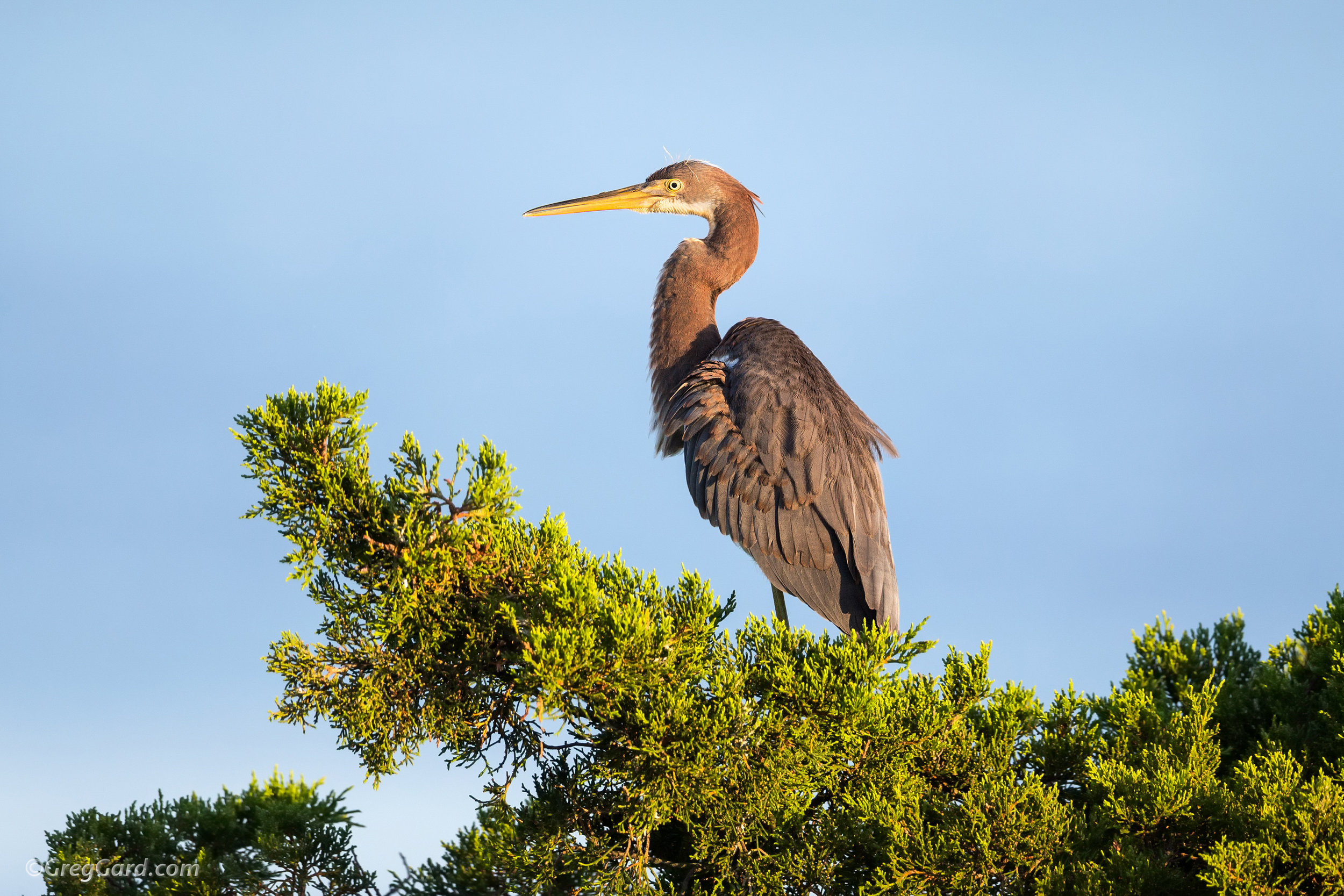 Tricolored Heron juvenile