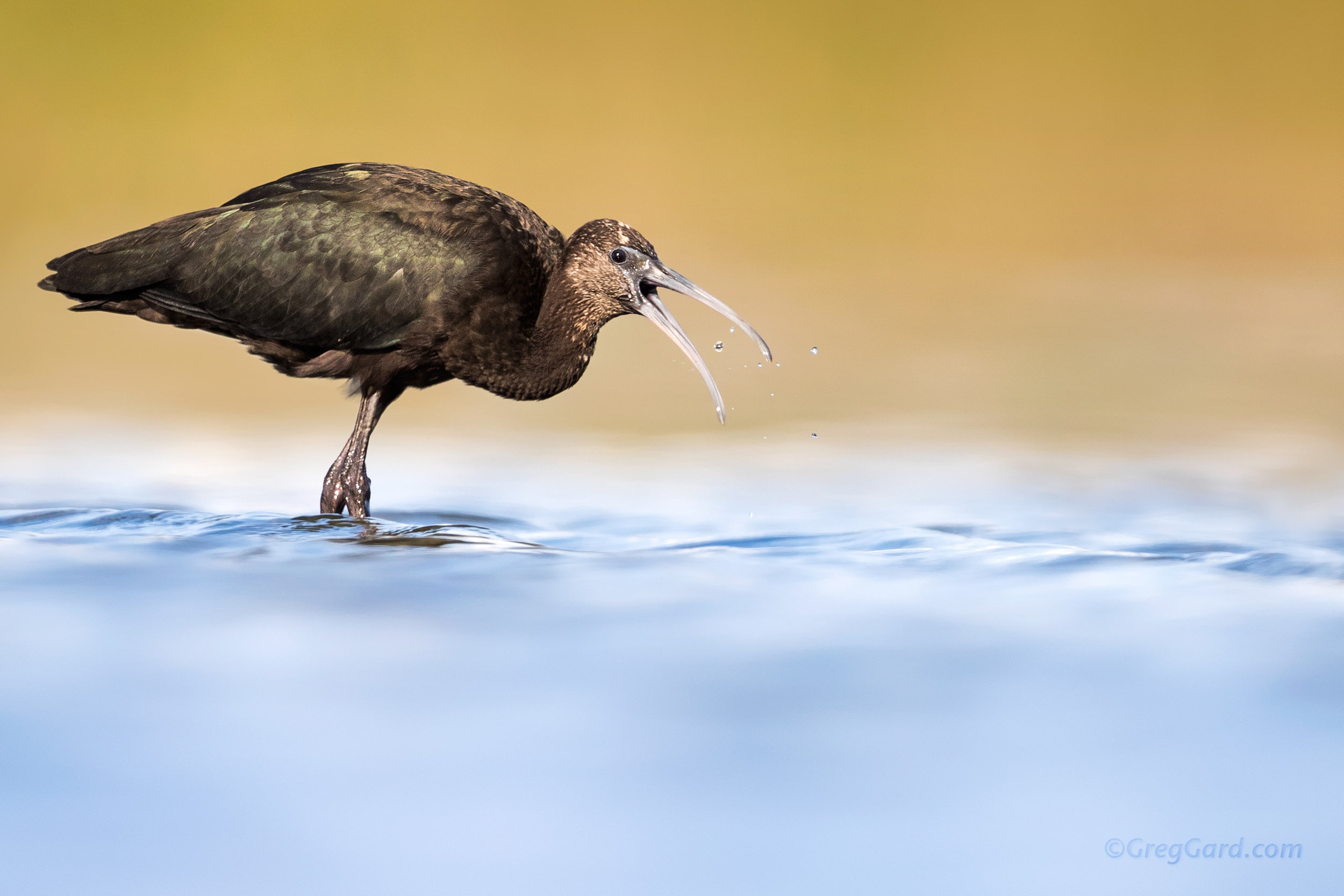 Glossy Ibis