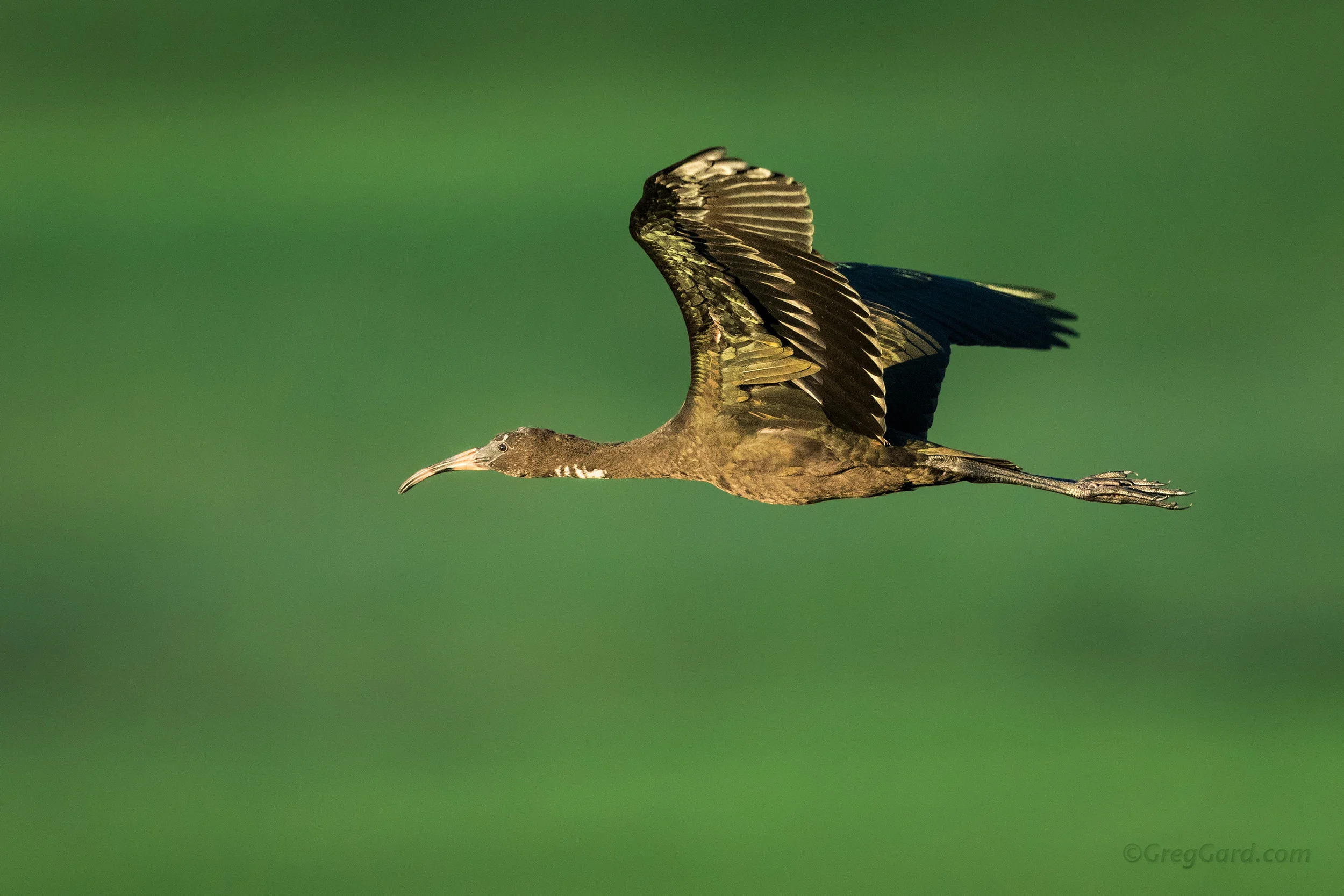 Glossy Ibis juvenile