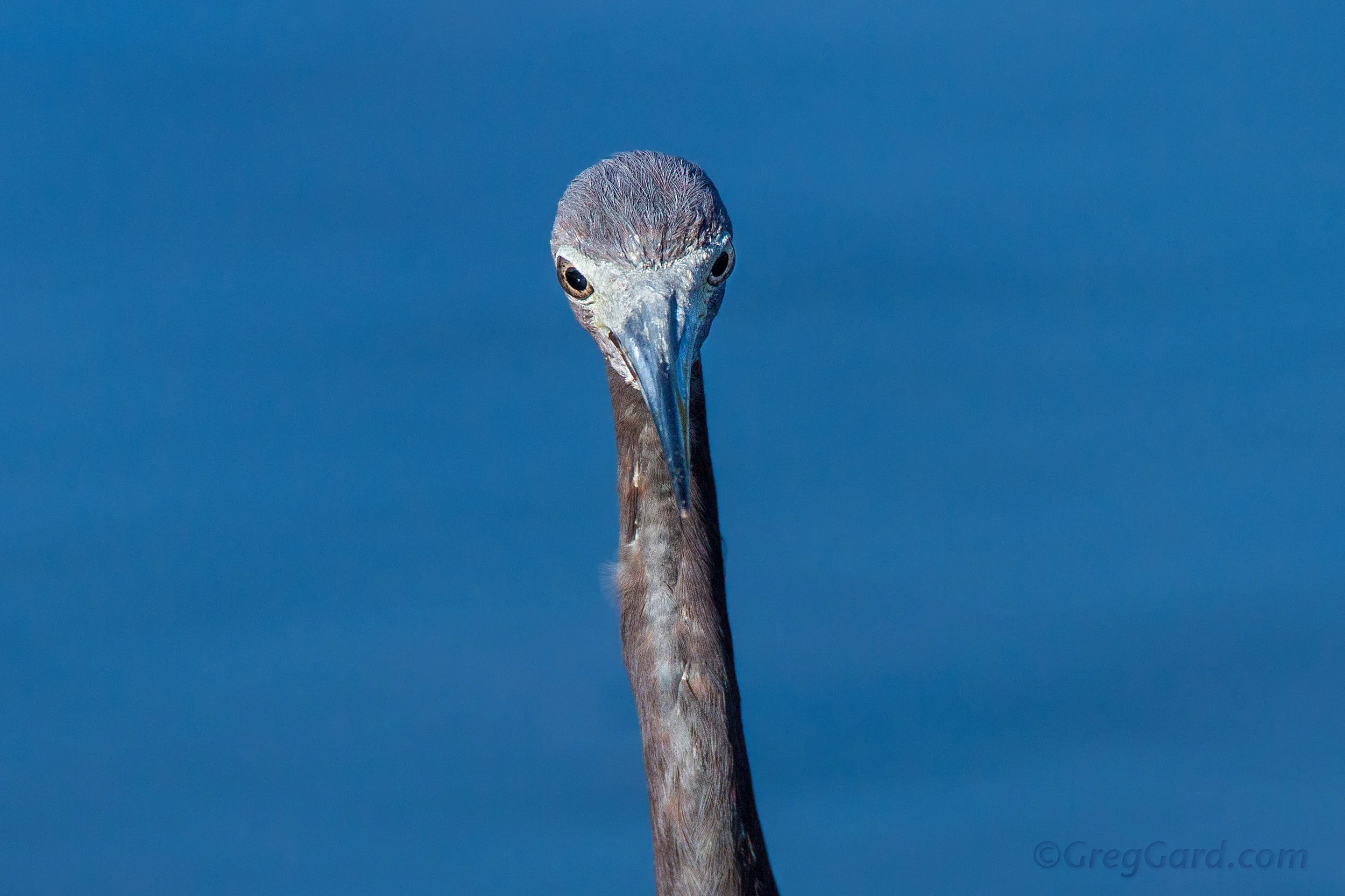 Little Blue Heron