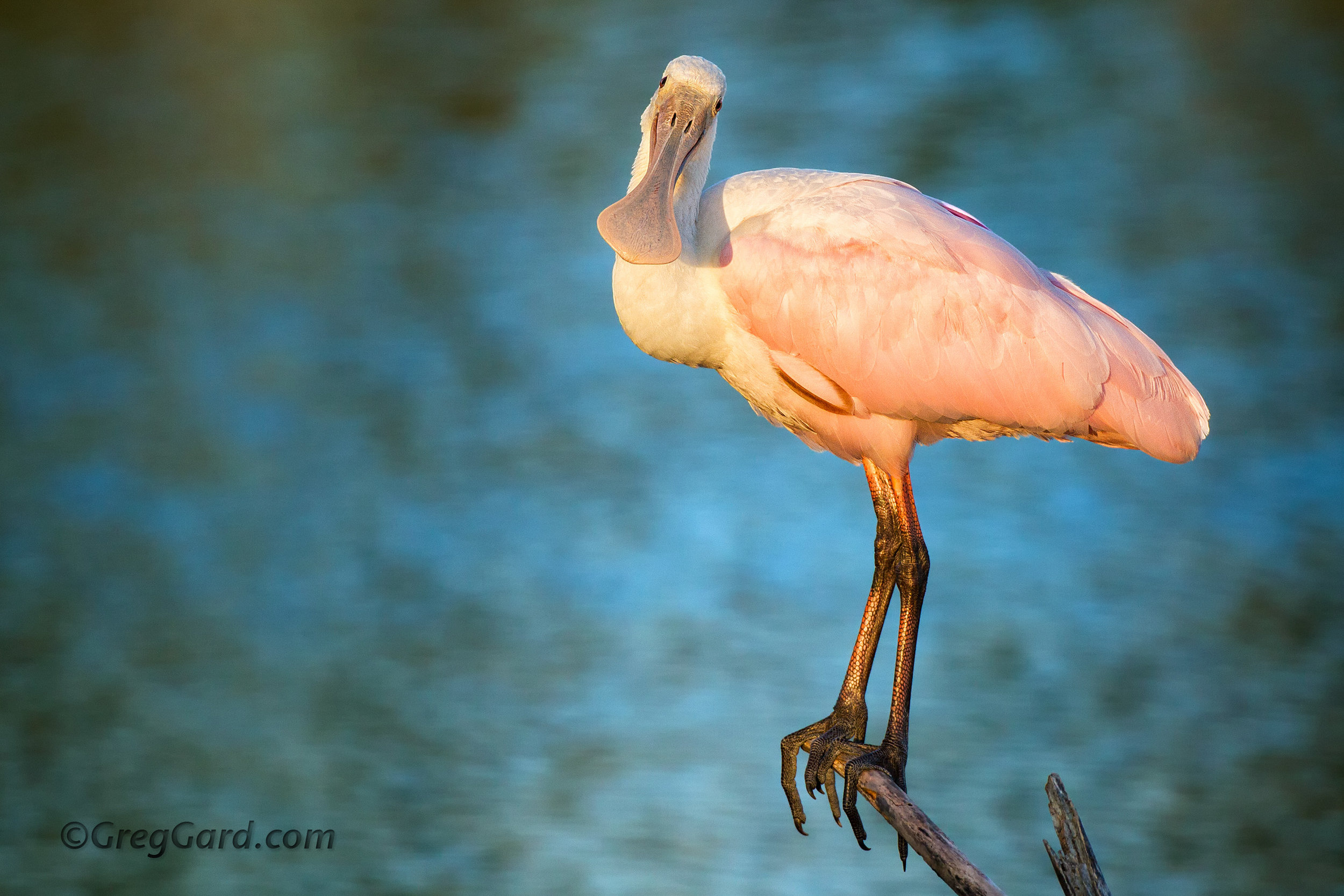 Roseate Spoonbill - Platalea ajaja