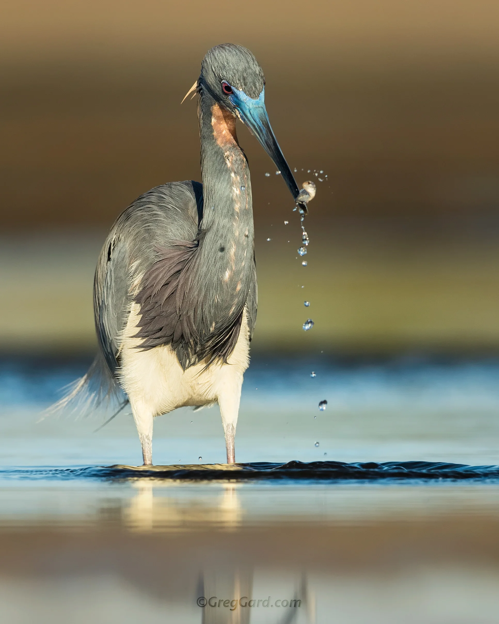 Tricolored Heron
