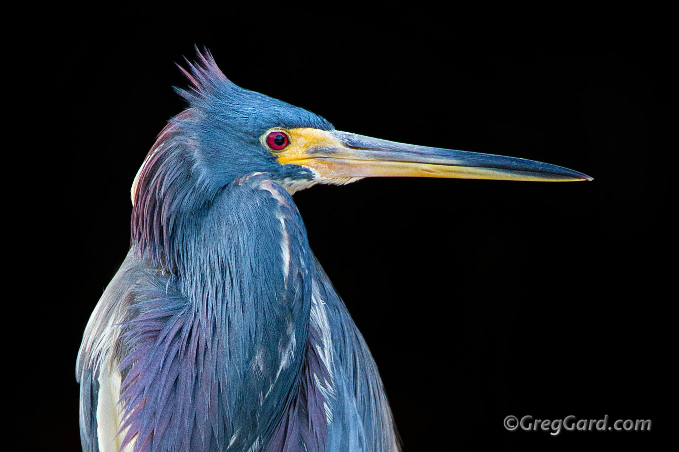 Tricolored Heron Egretta tricolor