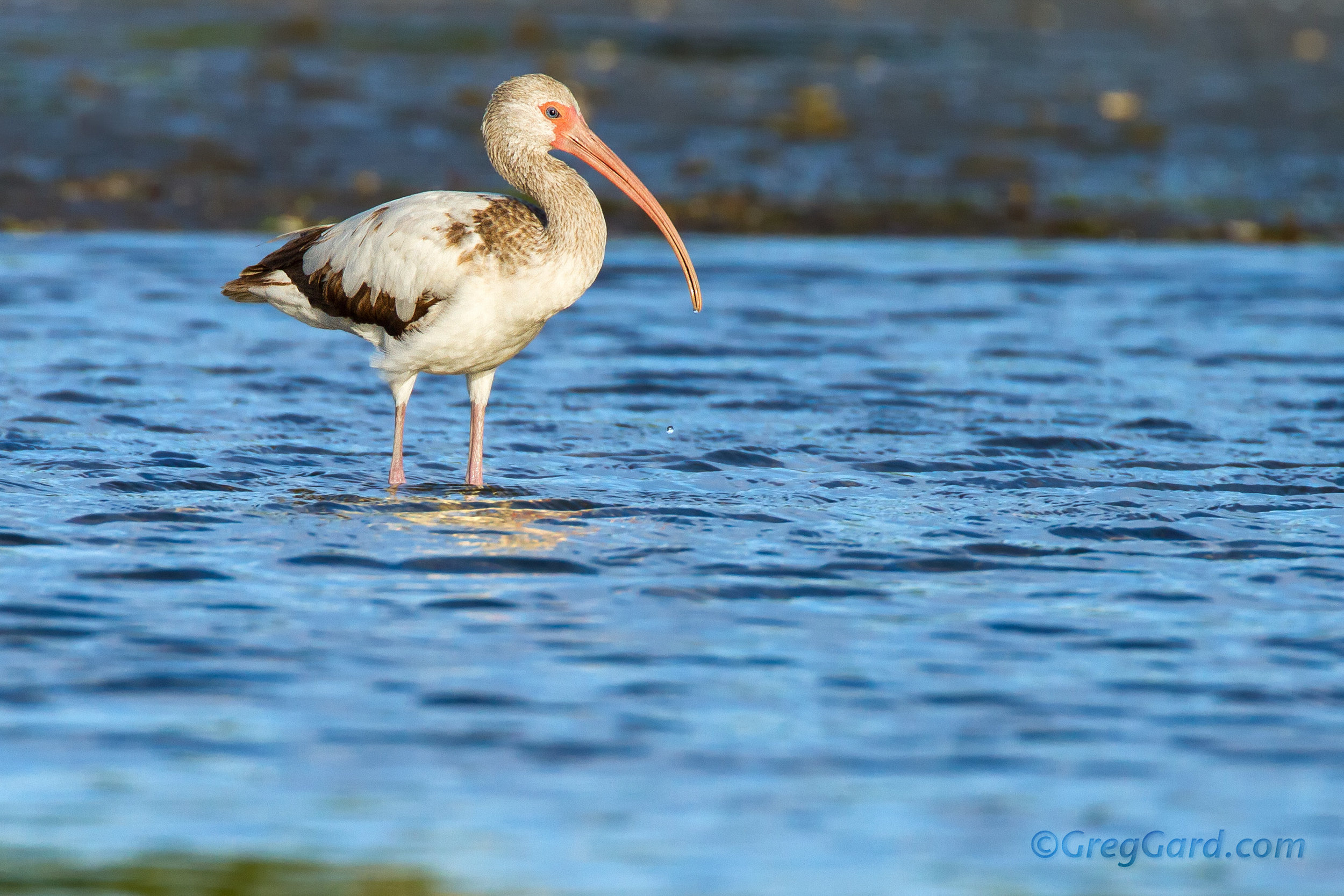 Juvenile White Ibis standing in shallow water