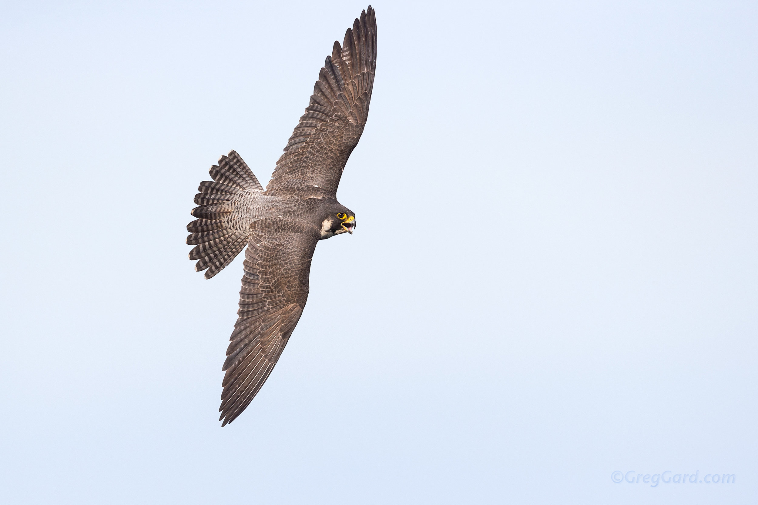 Peregrine Falcon