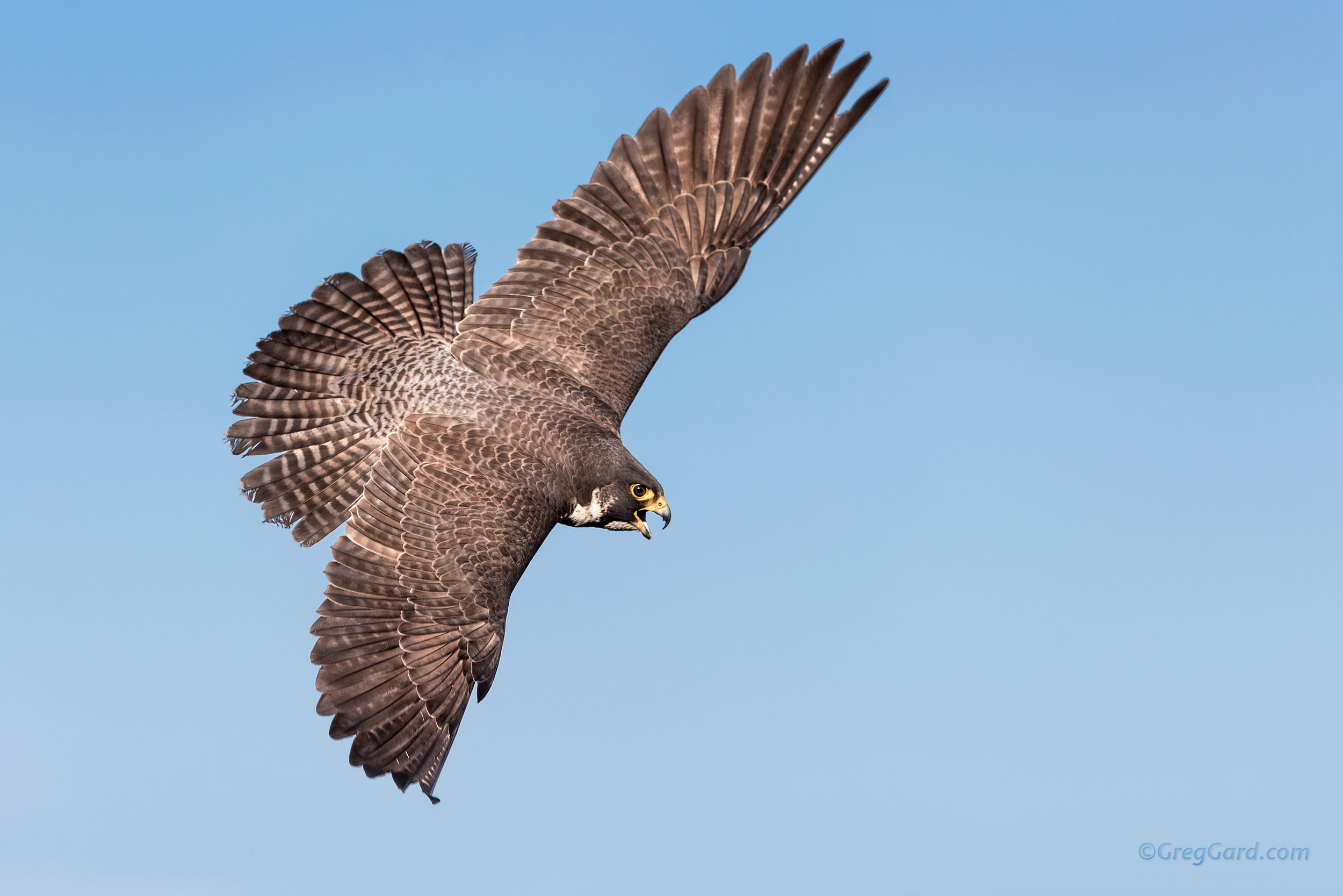 Peregrine Falcon