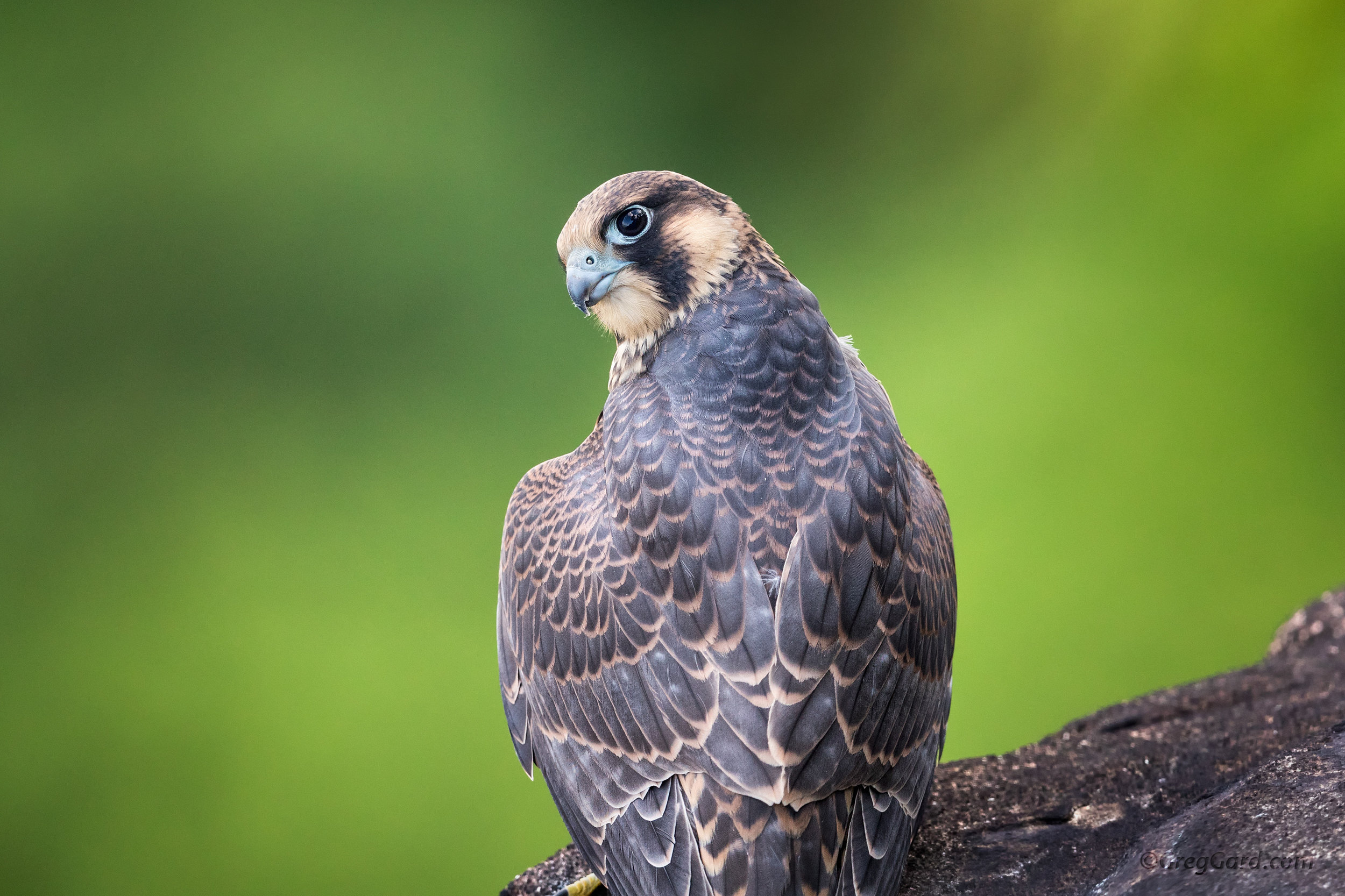 Juvenile Peregrine Falcon