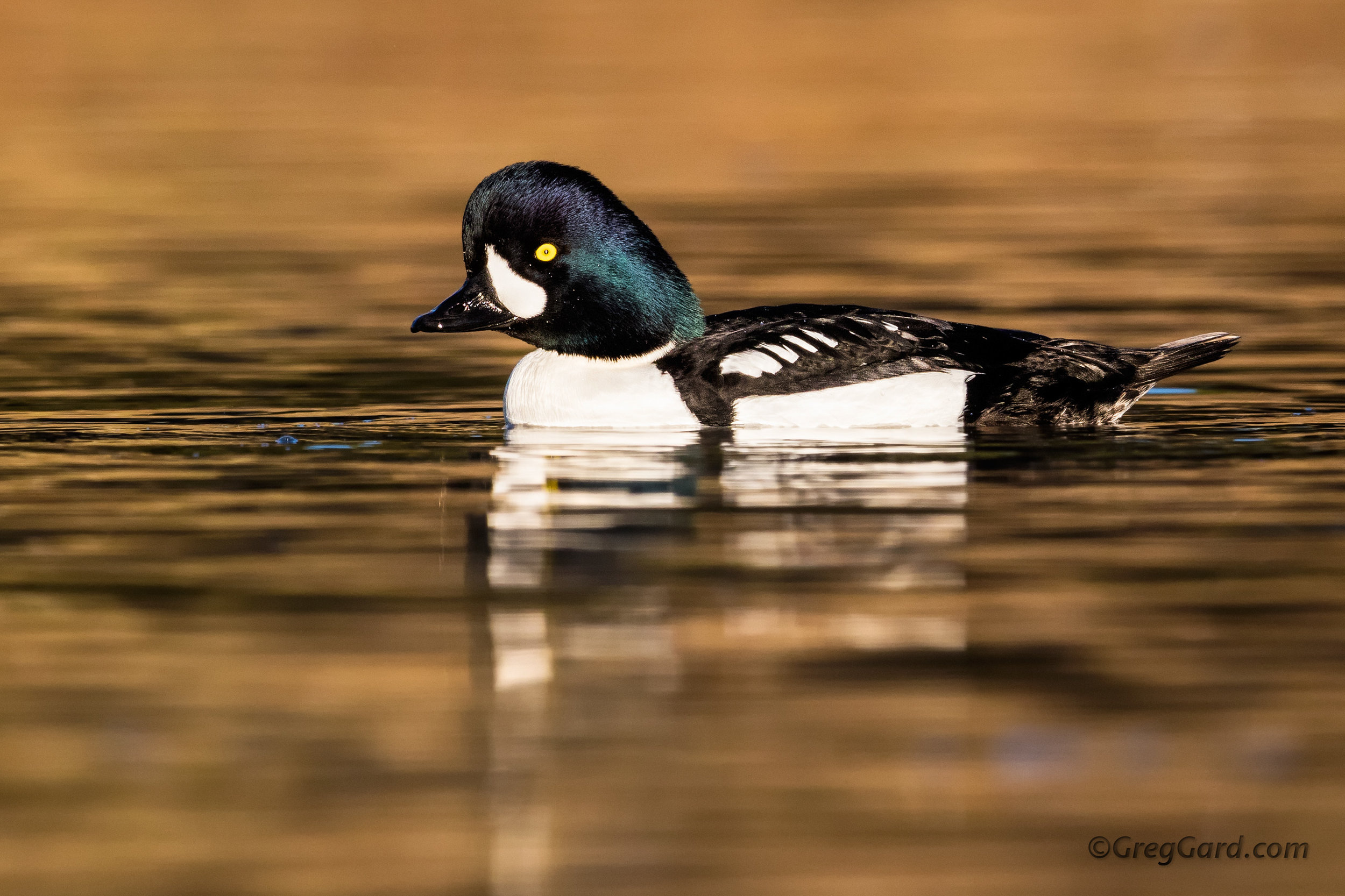 Barrow's Goldeneye