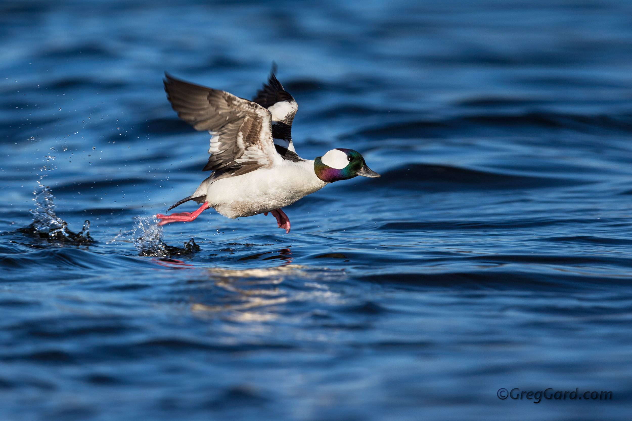 Bufflehead drake taking off