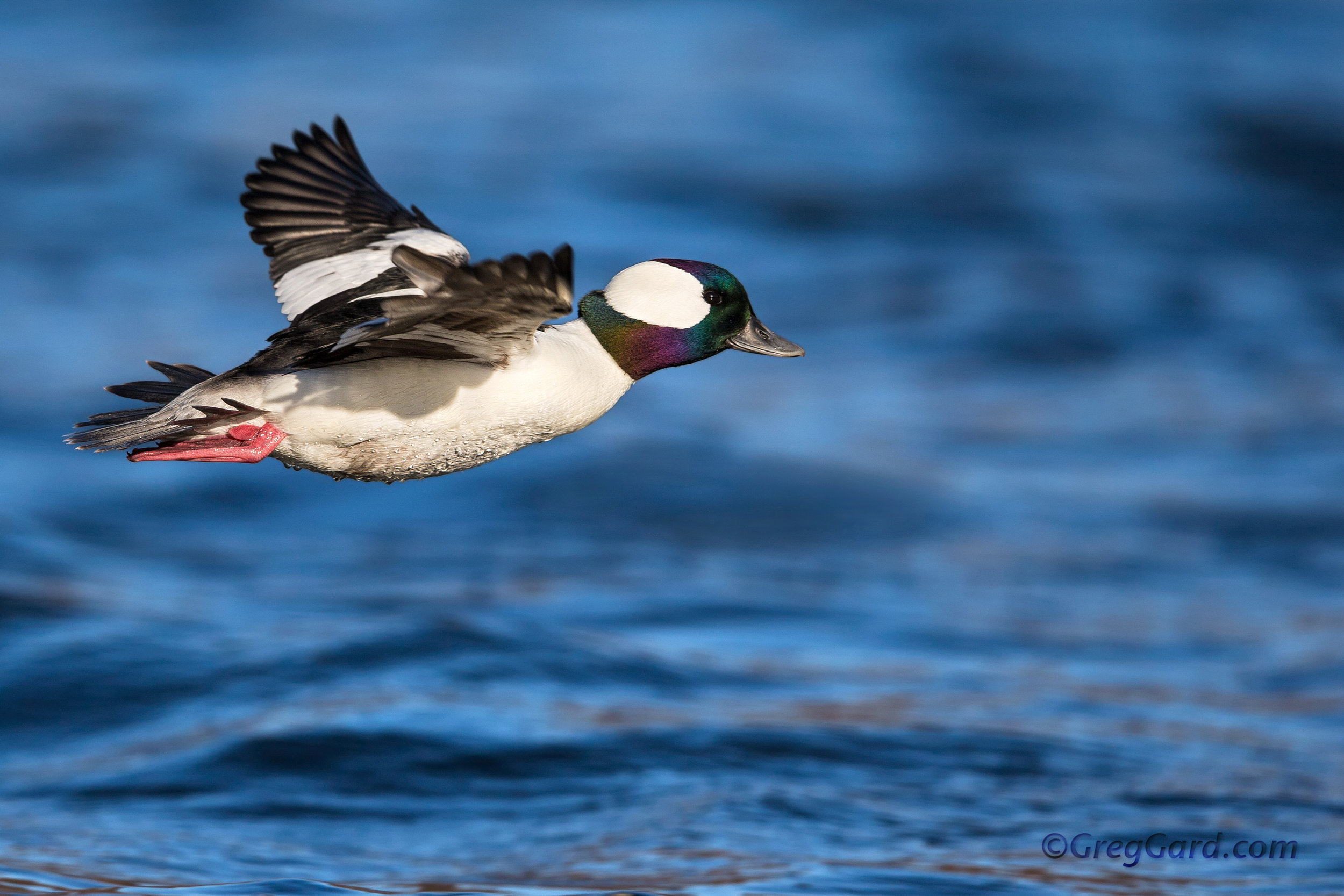 Drake Bufflehead in-flight