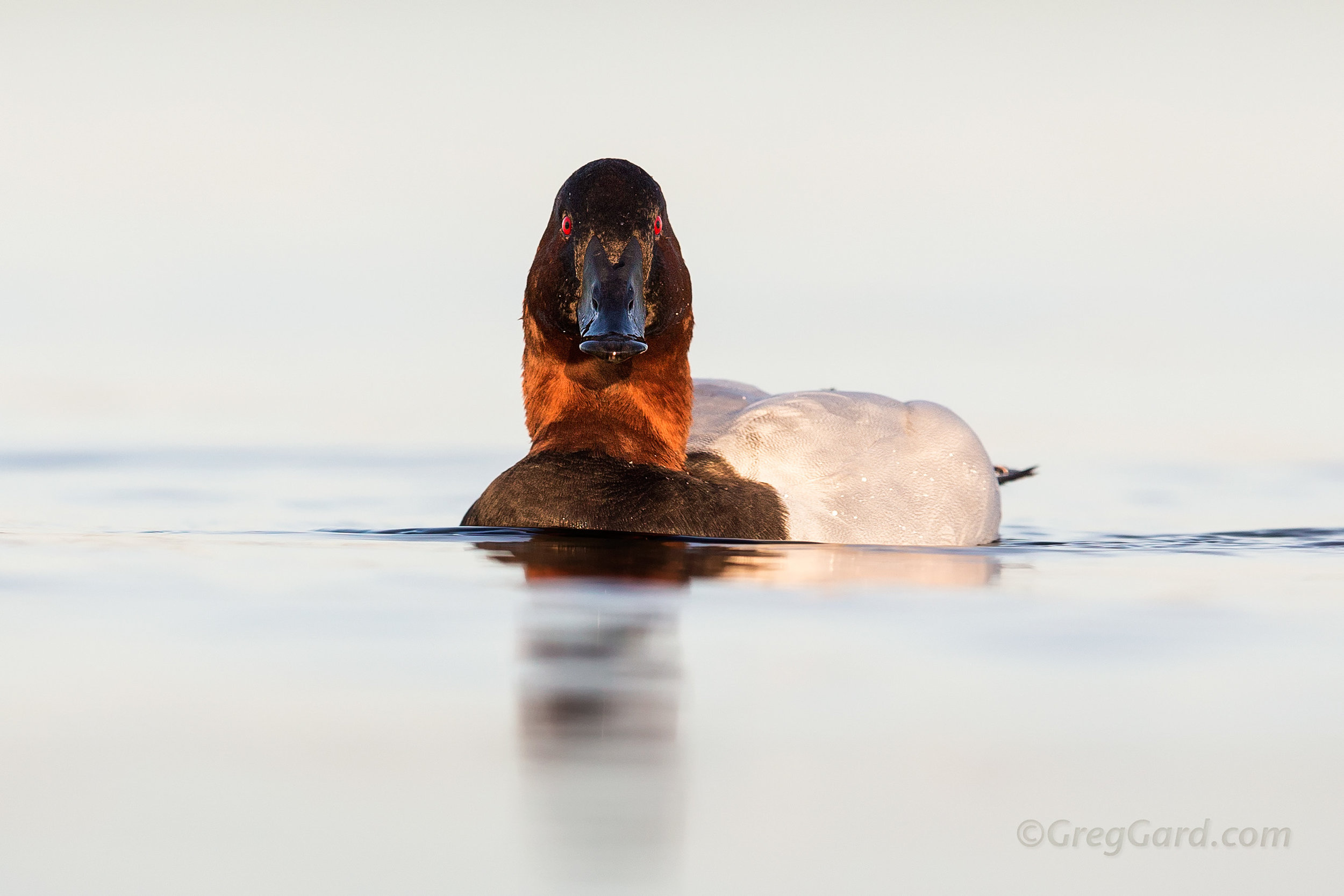 Canvasback