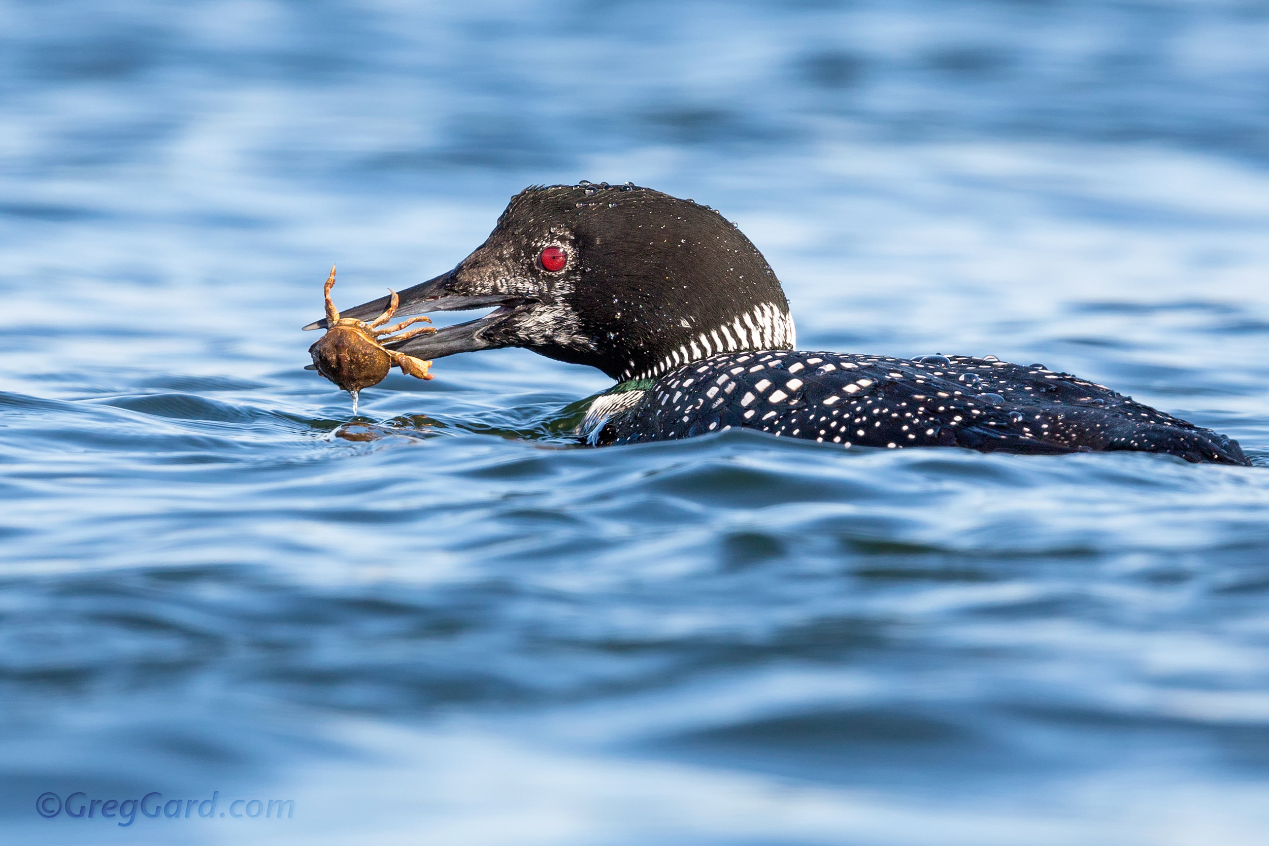  Gavia immer

Point Pleasant, New Jersey

The Great Northern Loon (Gavia immer), is a large member of the loon, or diver, family of birds. The species is known as the Common Loon in North America and the Great Northern Diver in Eurasia; its current n