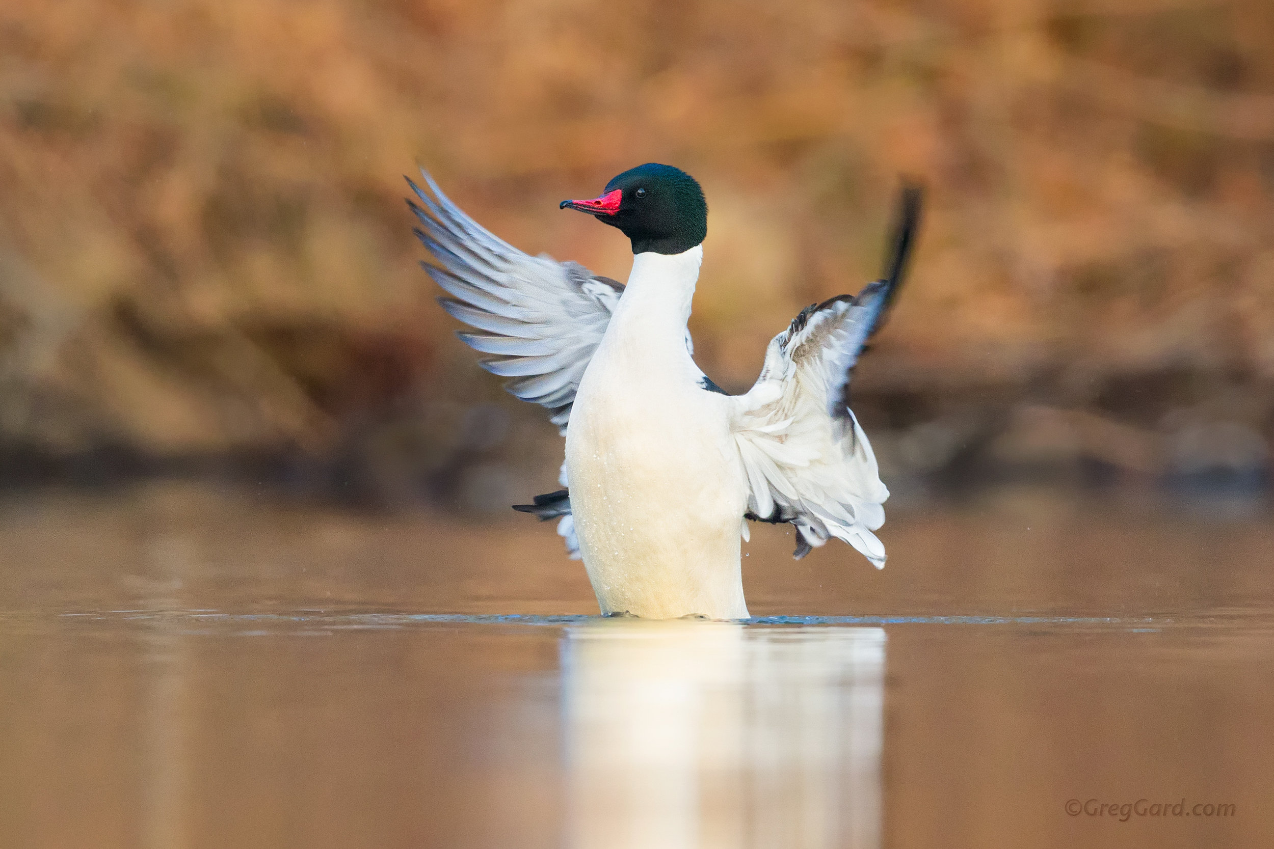 Common Merganser