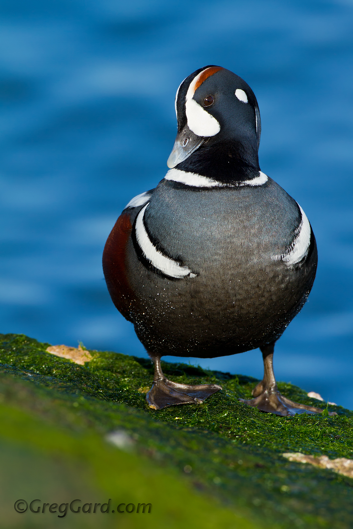 harlequin-duck-Histrionicus-histrionicus-greg-gard-2101.jpg