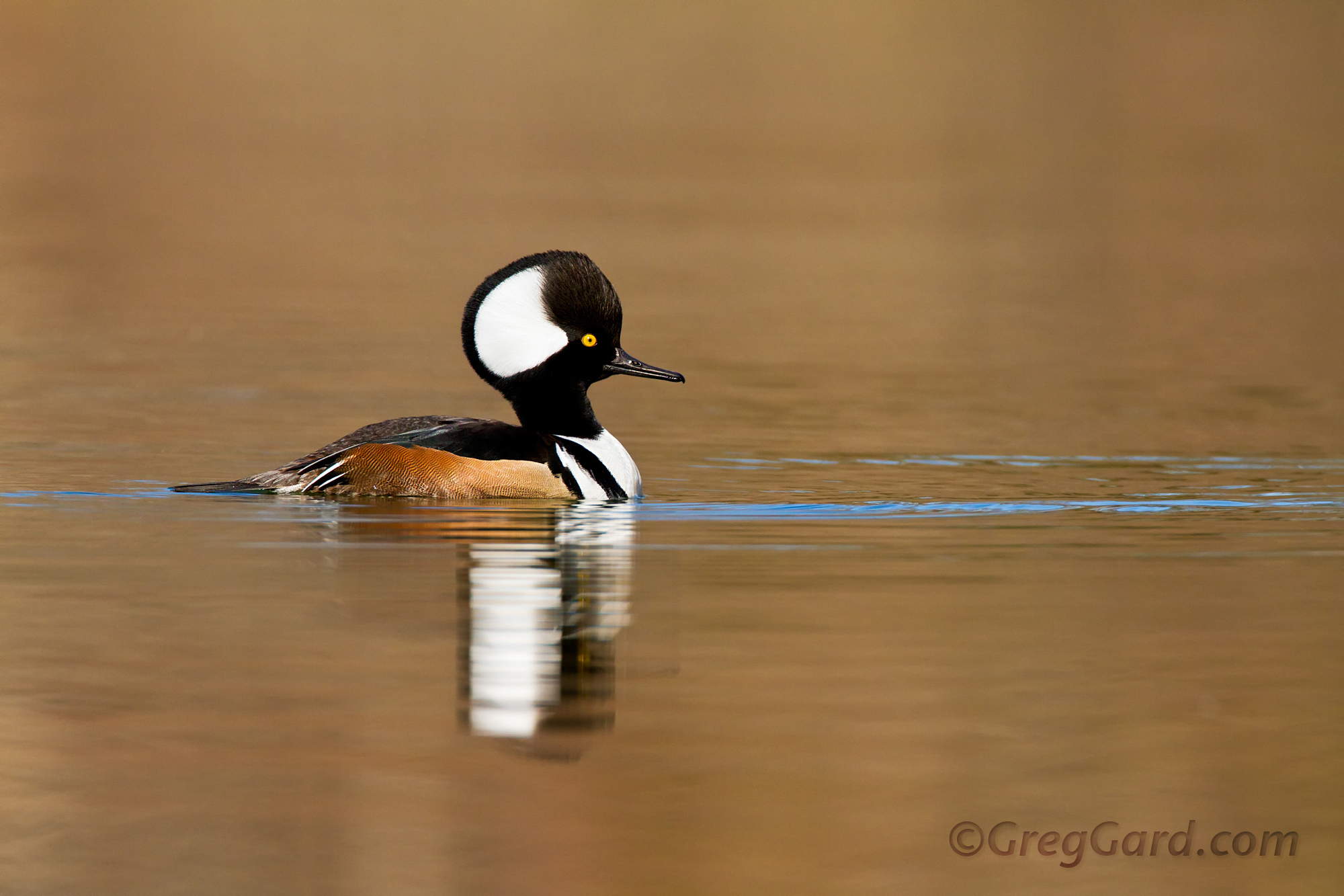 Hooded Merganser - Lophodytes cucullatus