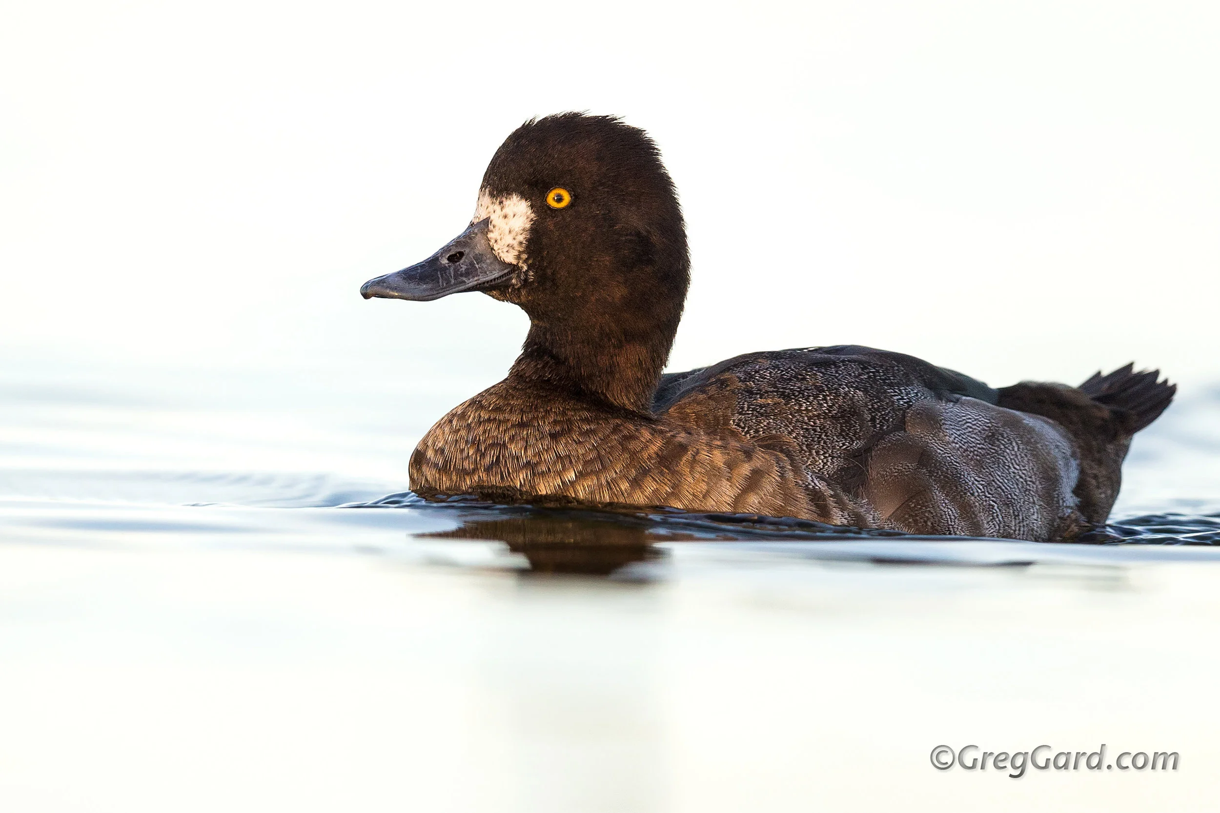 Female Lesser Scaup - Aythya affinis