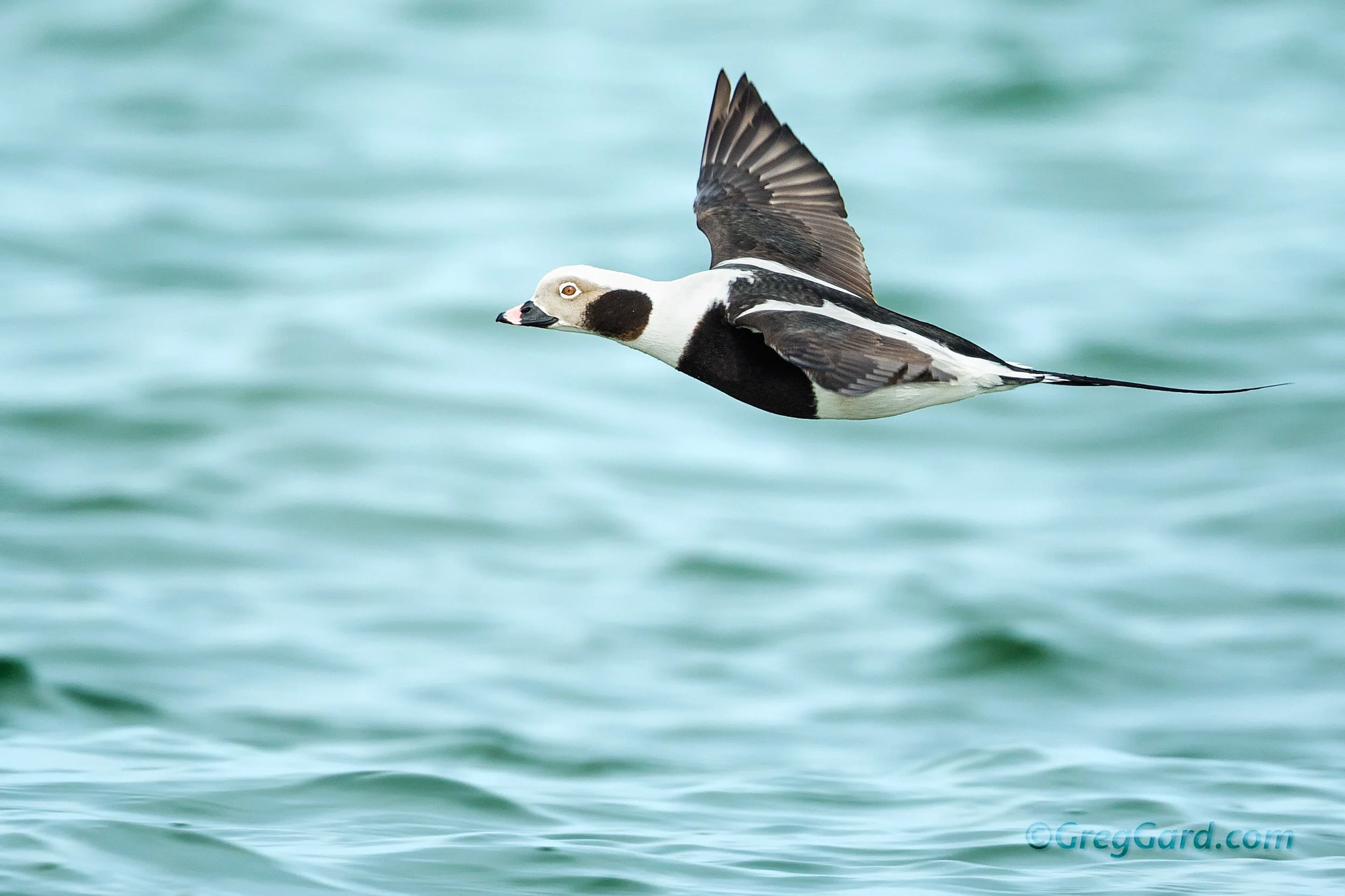 Long-tailed Duck