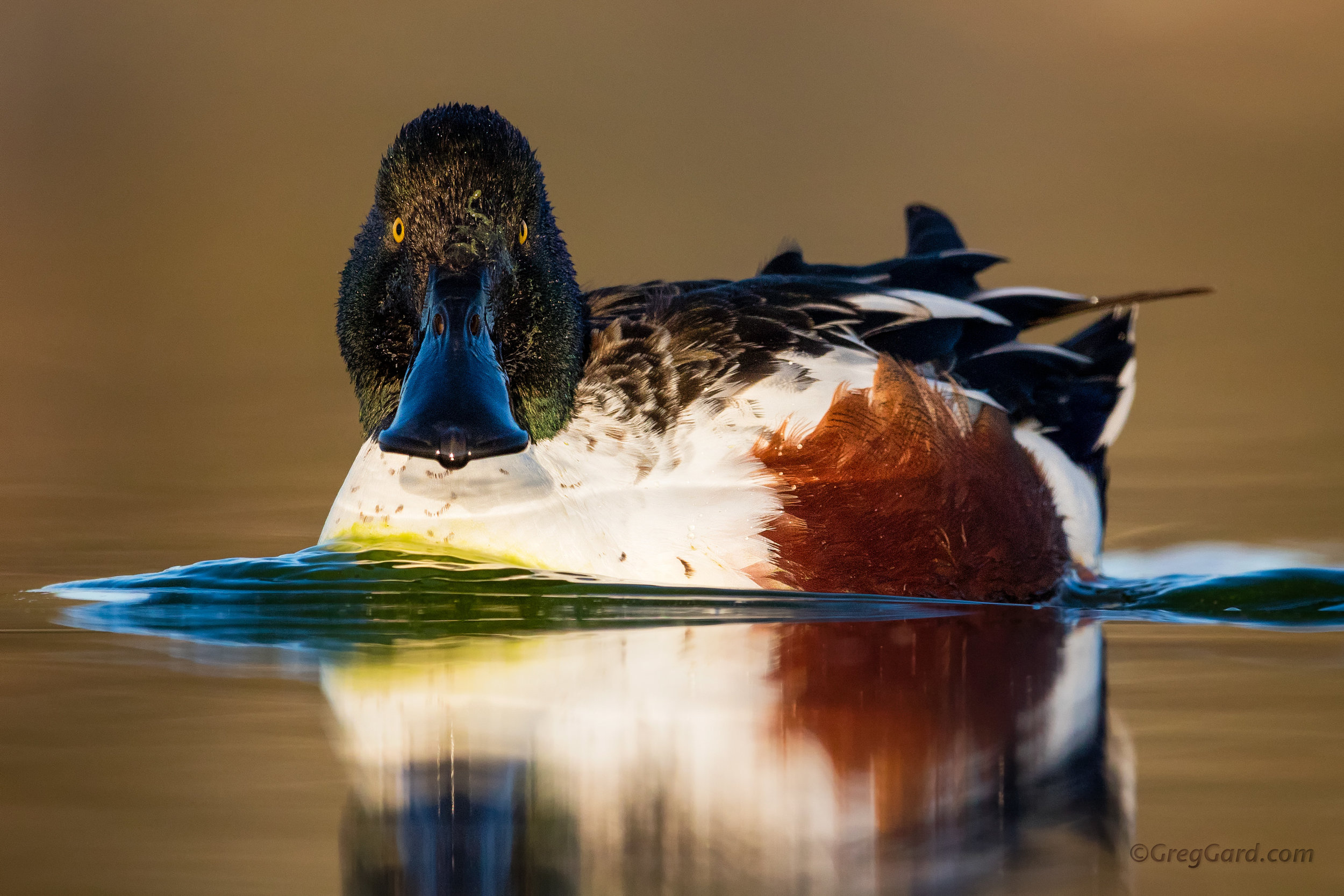 Northern Shoveler