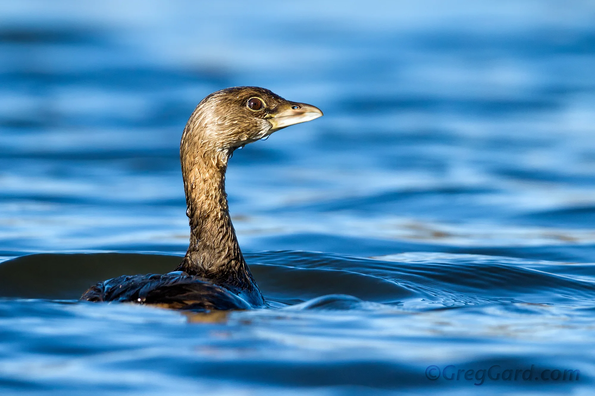Pied-billed Grebe Podilymbus podiceps