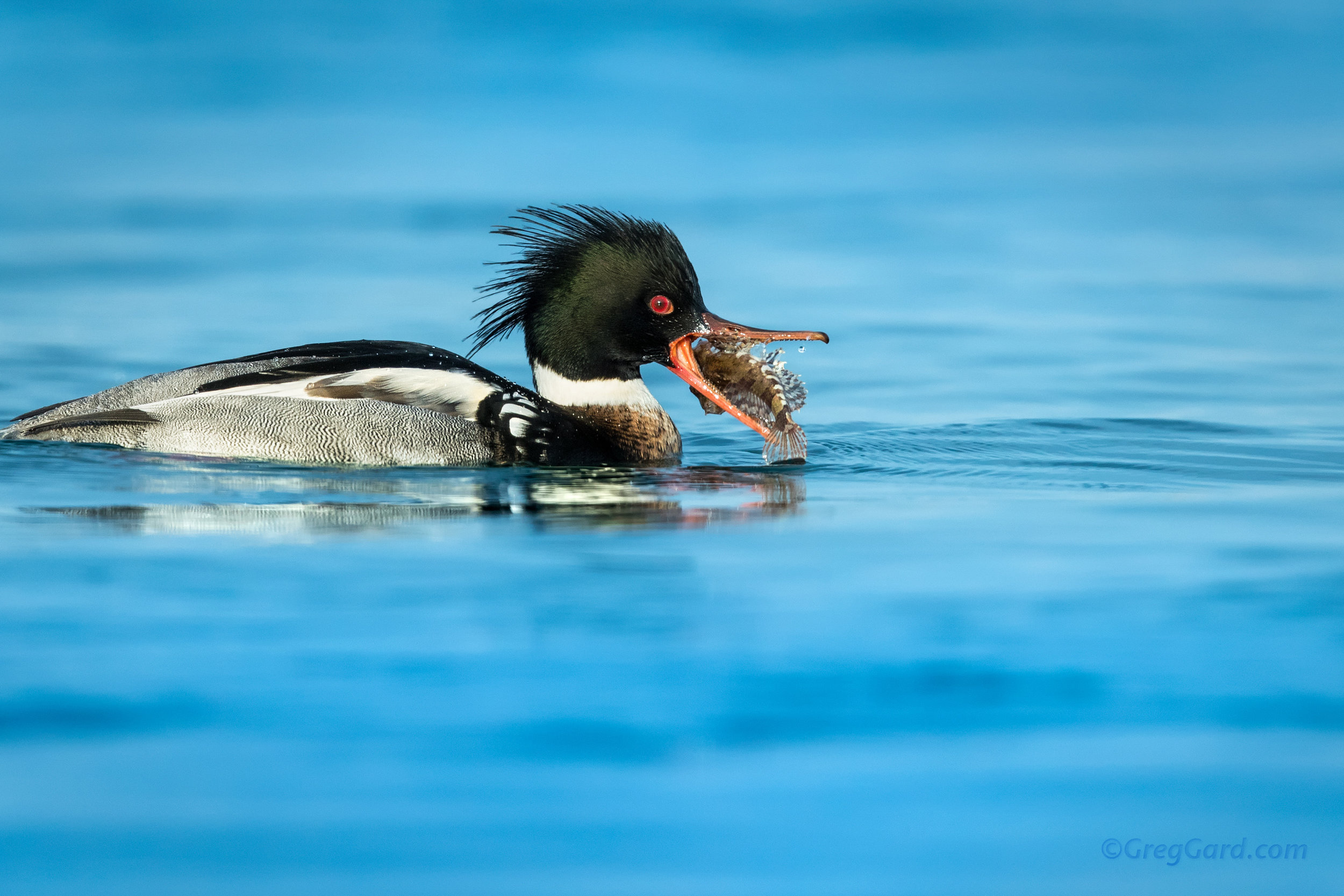 Red-breasted Merganser