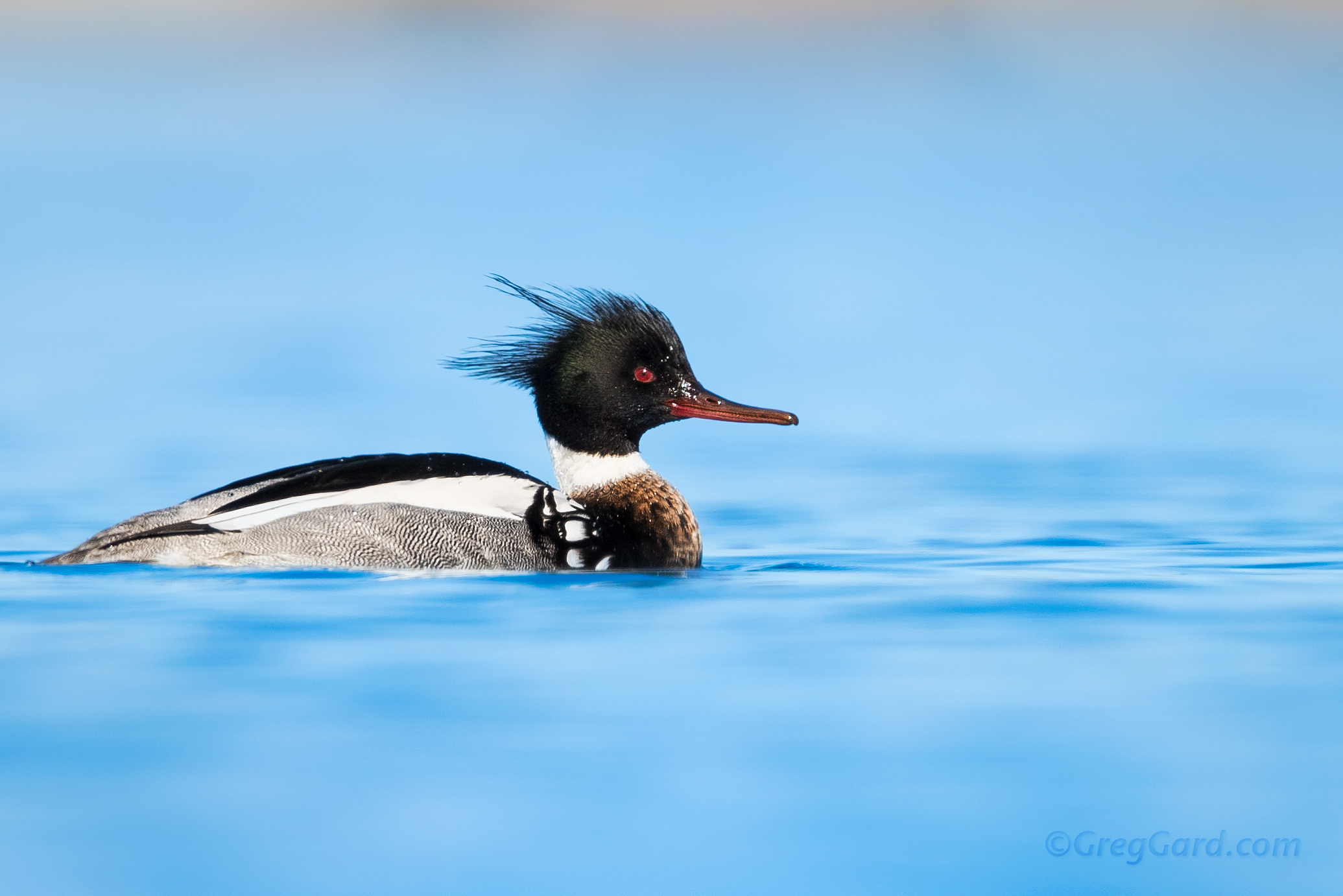  Adult male Red-breasted Merganser, in winter plumage, swimming in a lake
Northern New Jersey

Photograph captured with a Canon EOS 1DXII camera paired with a Canon 600mm f/4 IS II lens and 2x extender, at 1200mm, using following settings: 1/1250 s, 