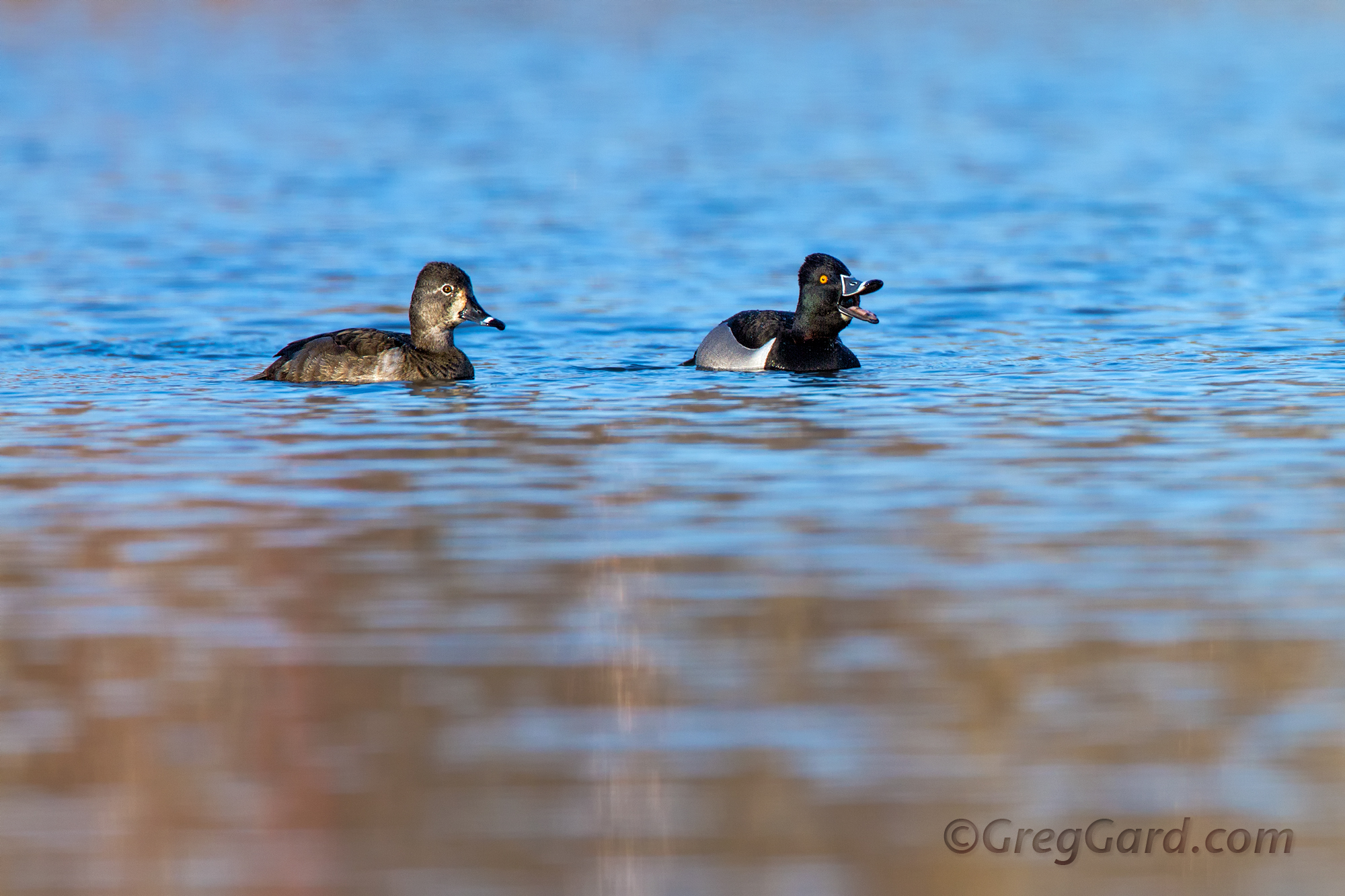  Aythya collaris

Waldwick, New Jersey

The adult male is similar in color pattern to the Eurasian Tufted Duck, its relative. It has a grey bill with a white band, a shiny purple head, a white breast, yellow eyes and a dark grey back. The adult femal