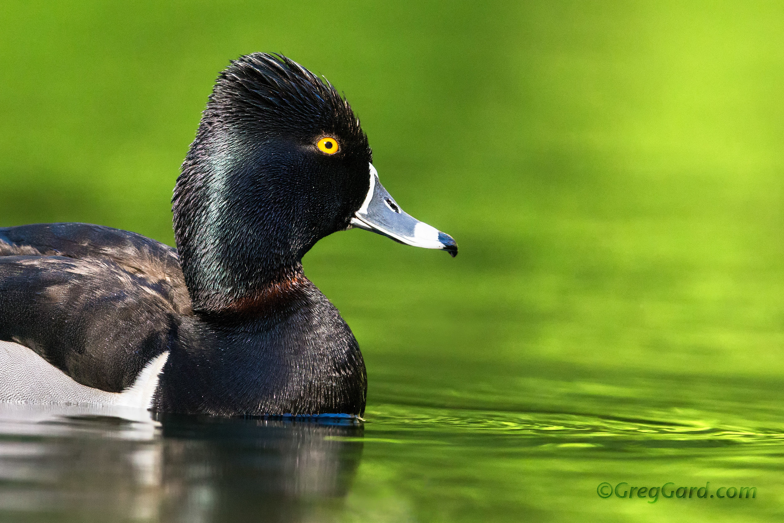 Ring-necked Duck