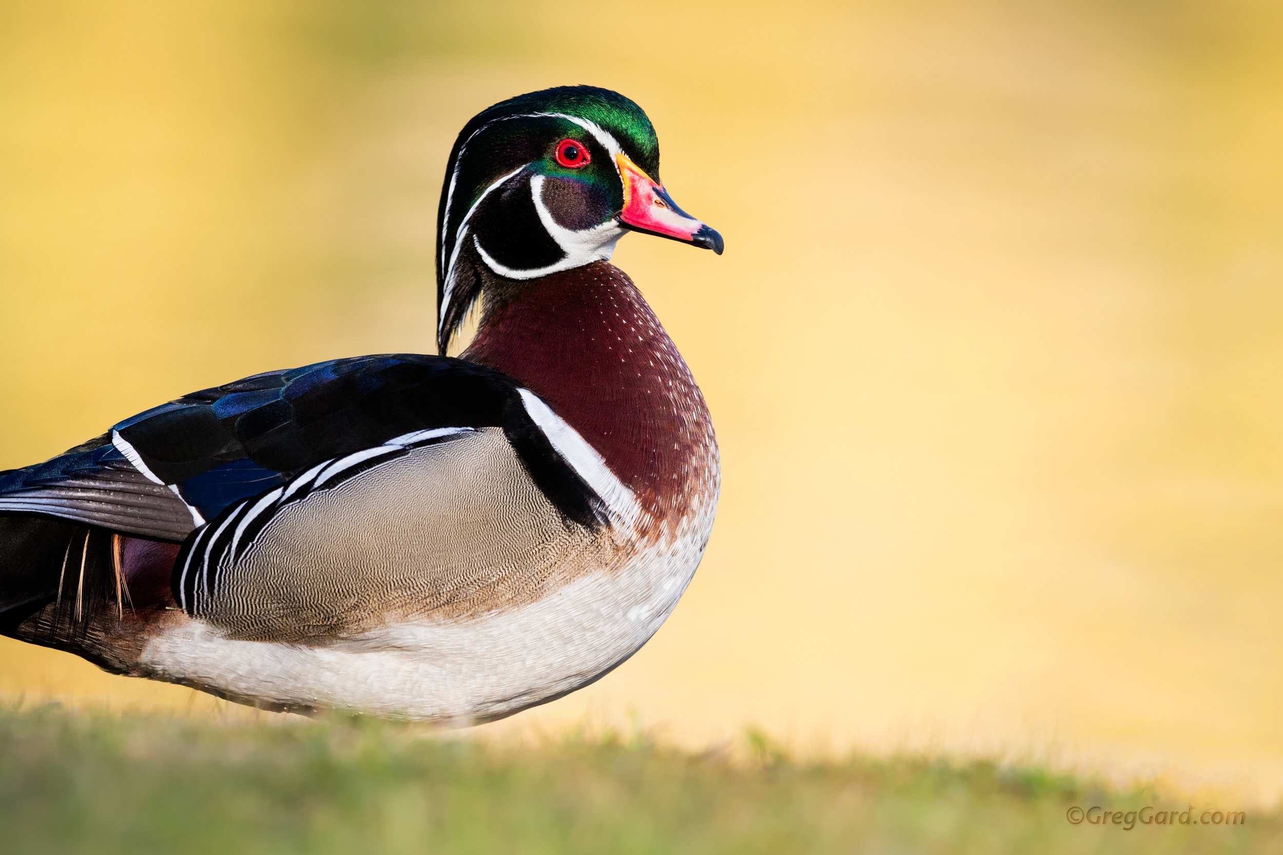  Adult male Wood Duck standing on a grass at the edge of a lake in Northern New Jersey

Photograph captured with a Canon EOS 5DsR camera paired with a Canon 600mm f/4 IS II lens and 1.4x extender, at 840mm, using following settings: 1/800 s, f/7.1, I