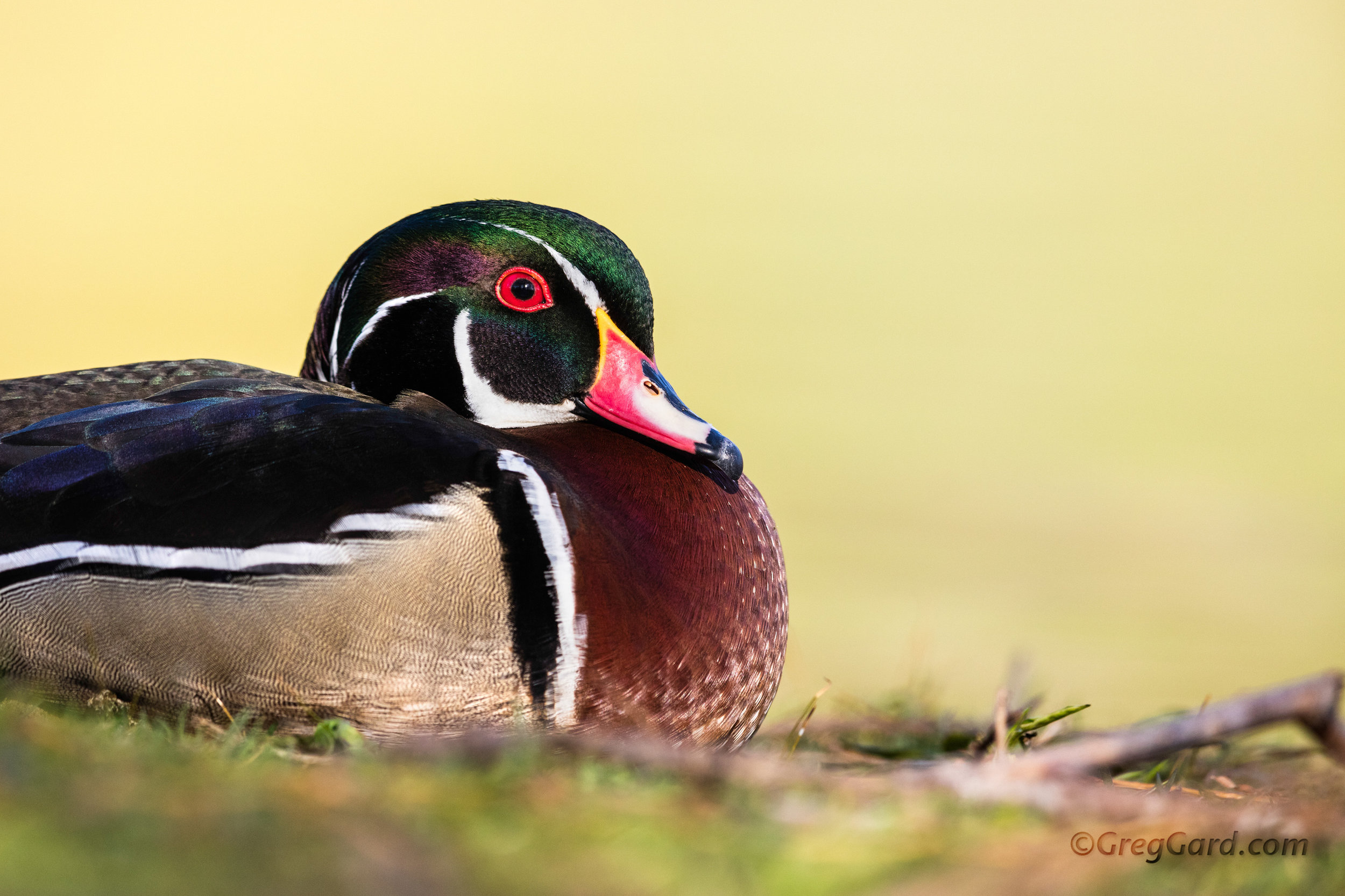 Wood Duck