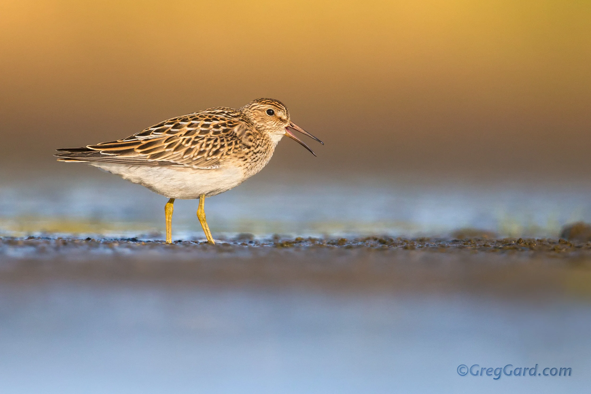 Pectoral Sandpiper, Jamaica Bay, New York
