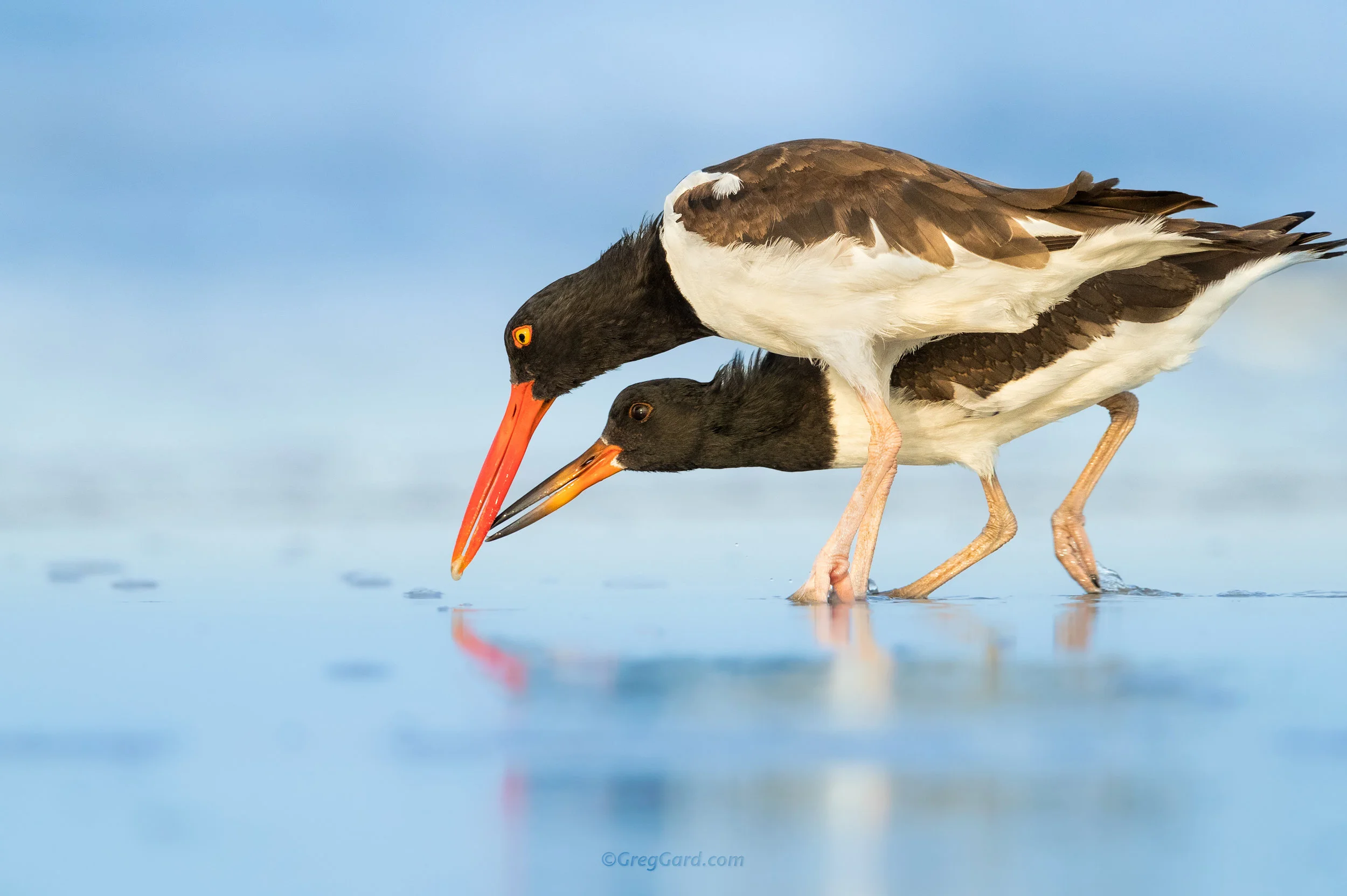 American Oystercatcher feeding a juvenile - Nickerson Beach, Long Island