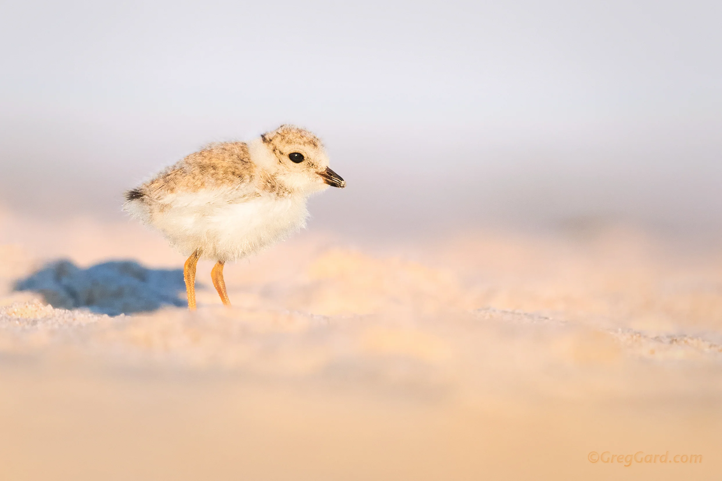Piping Plover chick - Nickerson Beach, NY