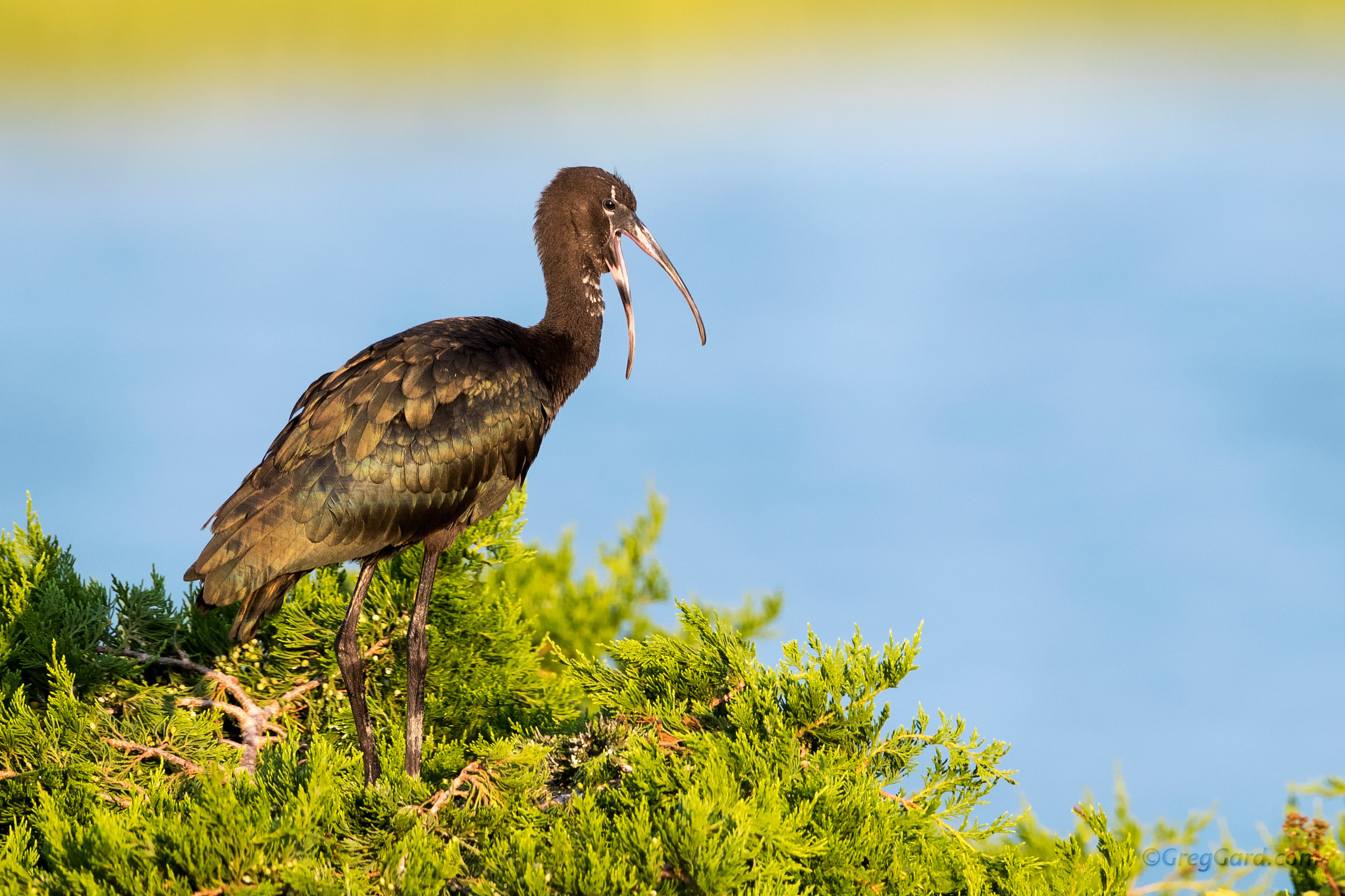 Immature Glossy Ibis begging for food - Southern New Jersey