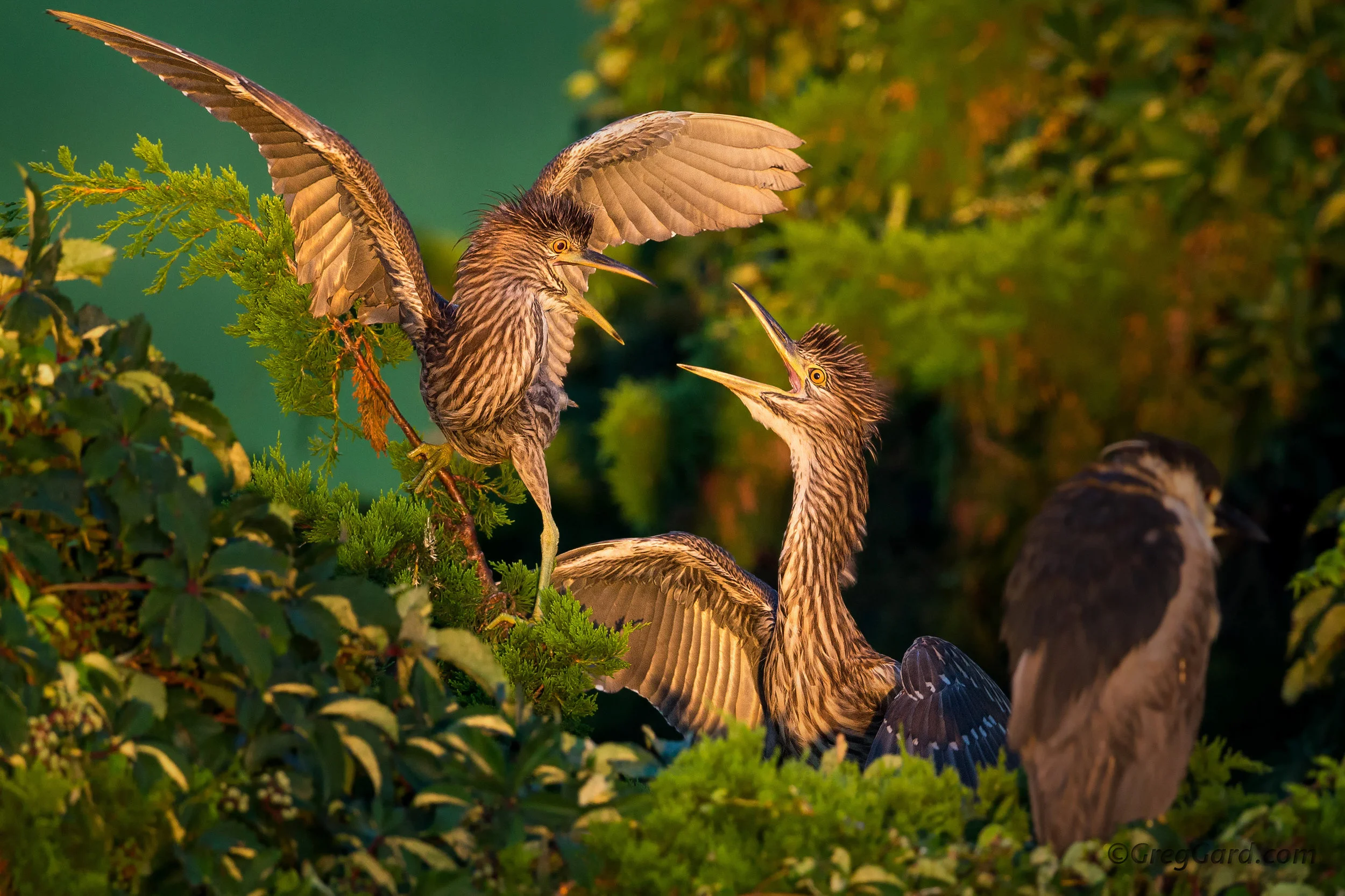 Juvenile Yellow-crowned Night Heron arguing