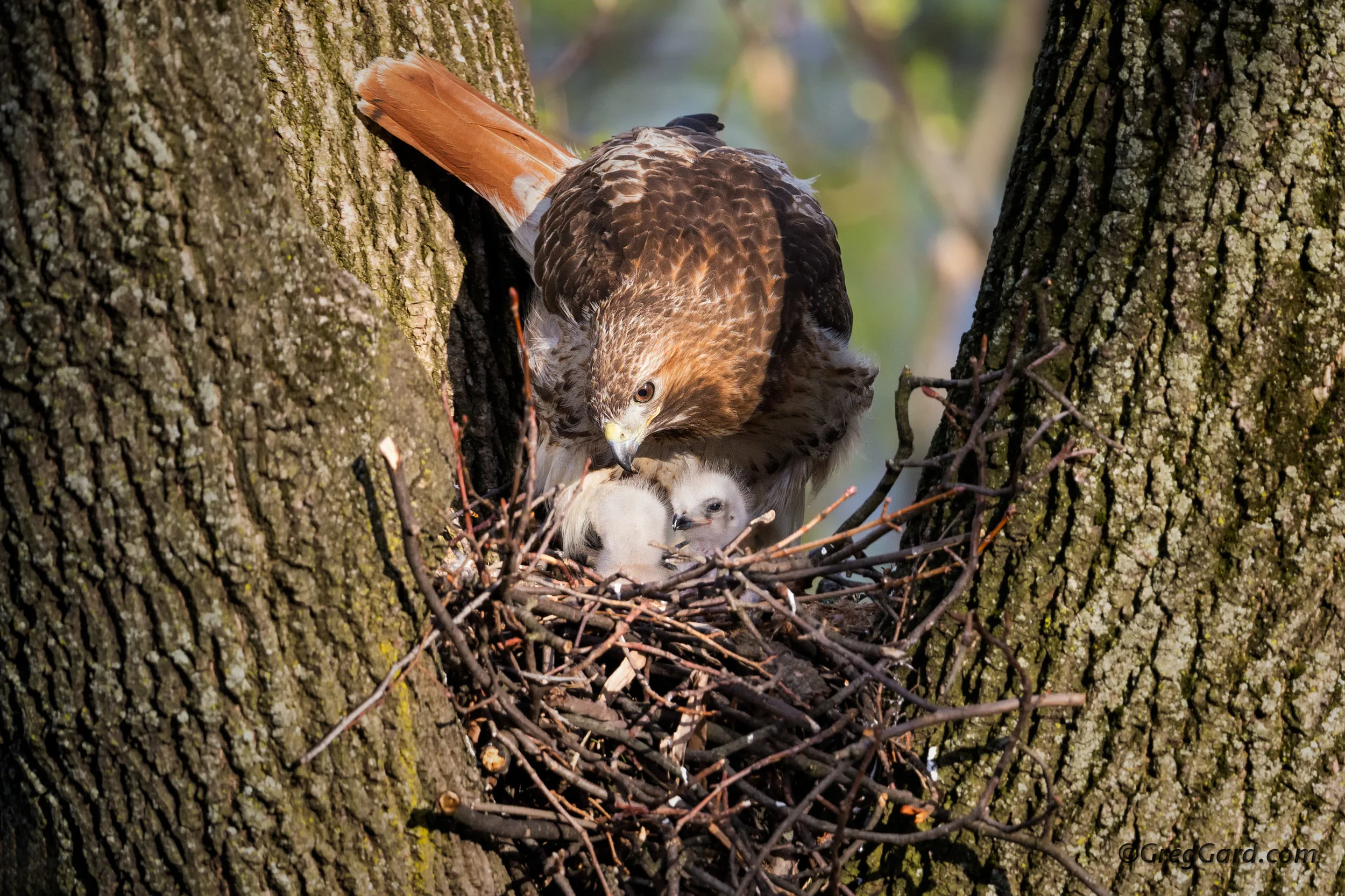 Red-tailed Hawk's nest