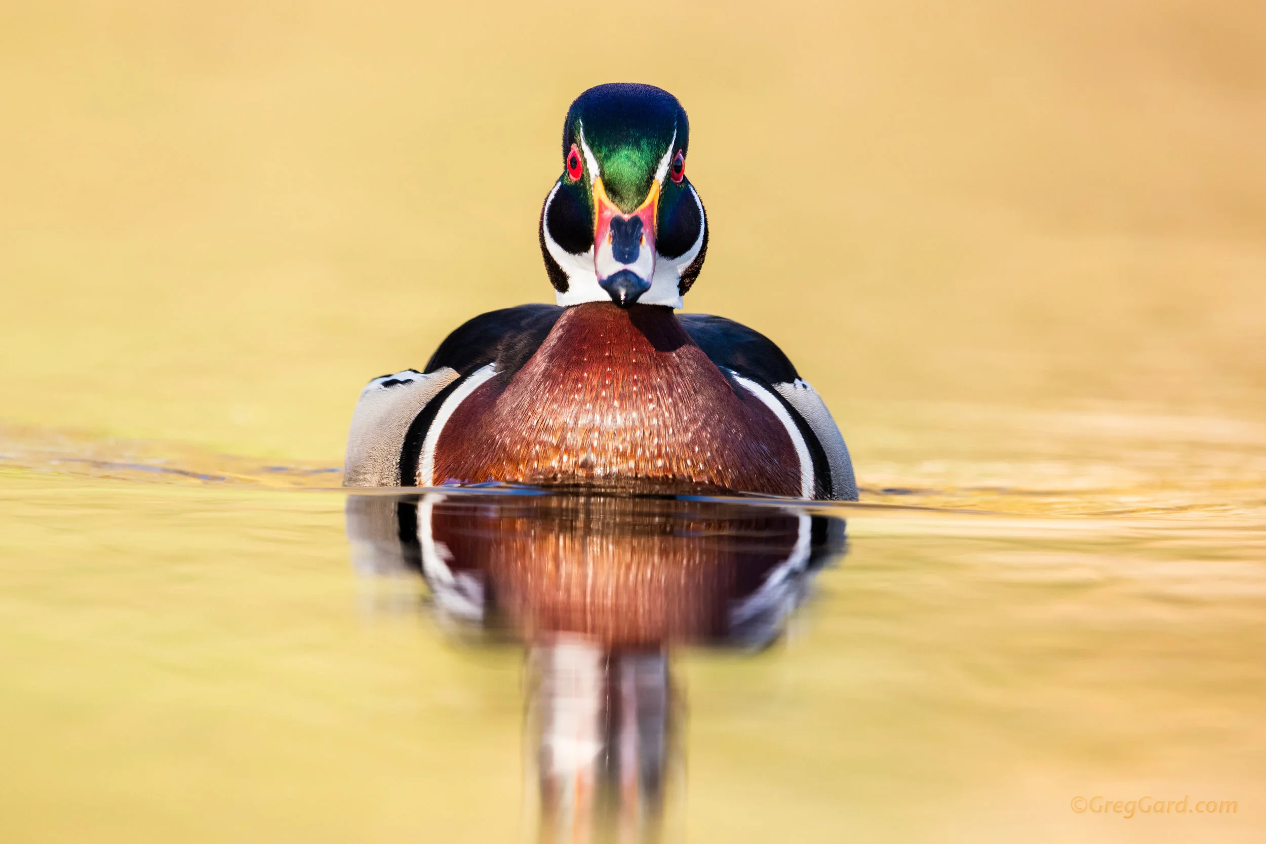 Adult male Wood Duck, NY