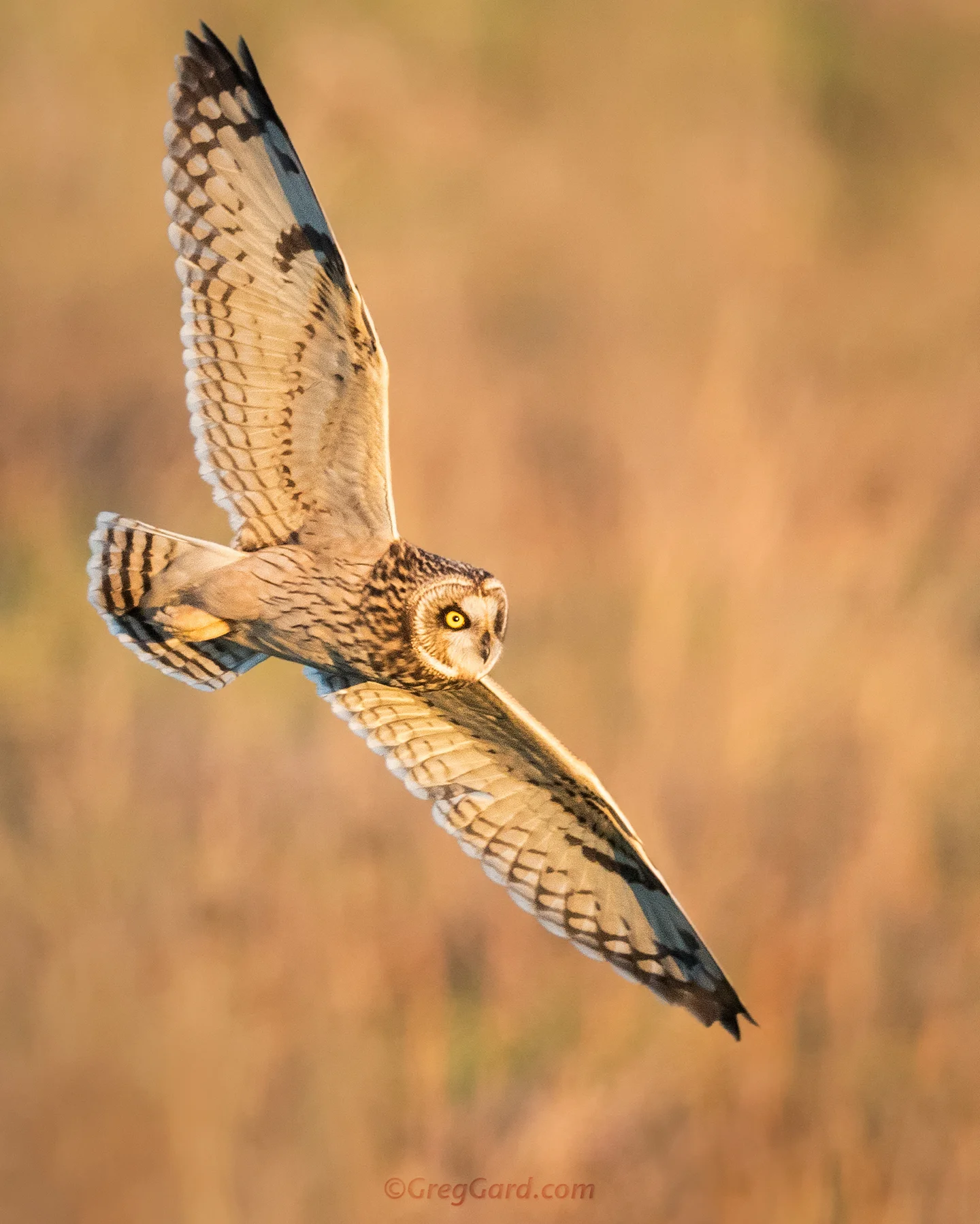 Short-eared Owl - Black Dirt Region, New York