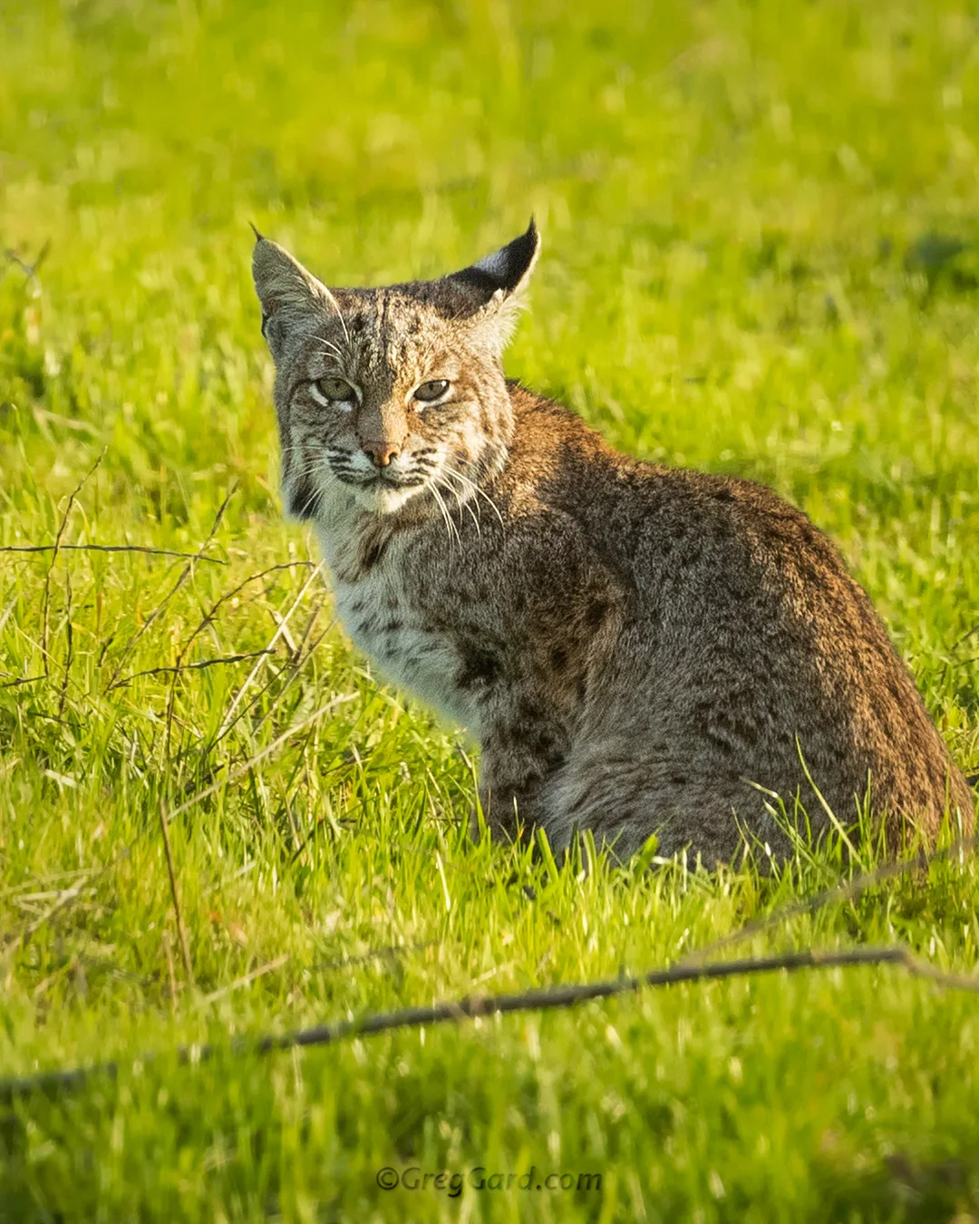 Bobcat - Point Reyes National Seashore, California