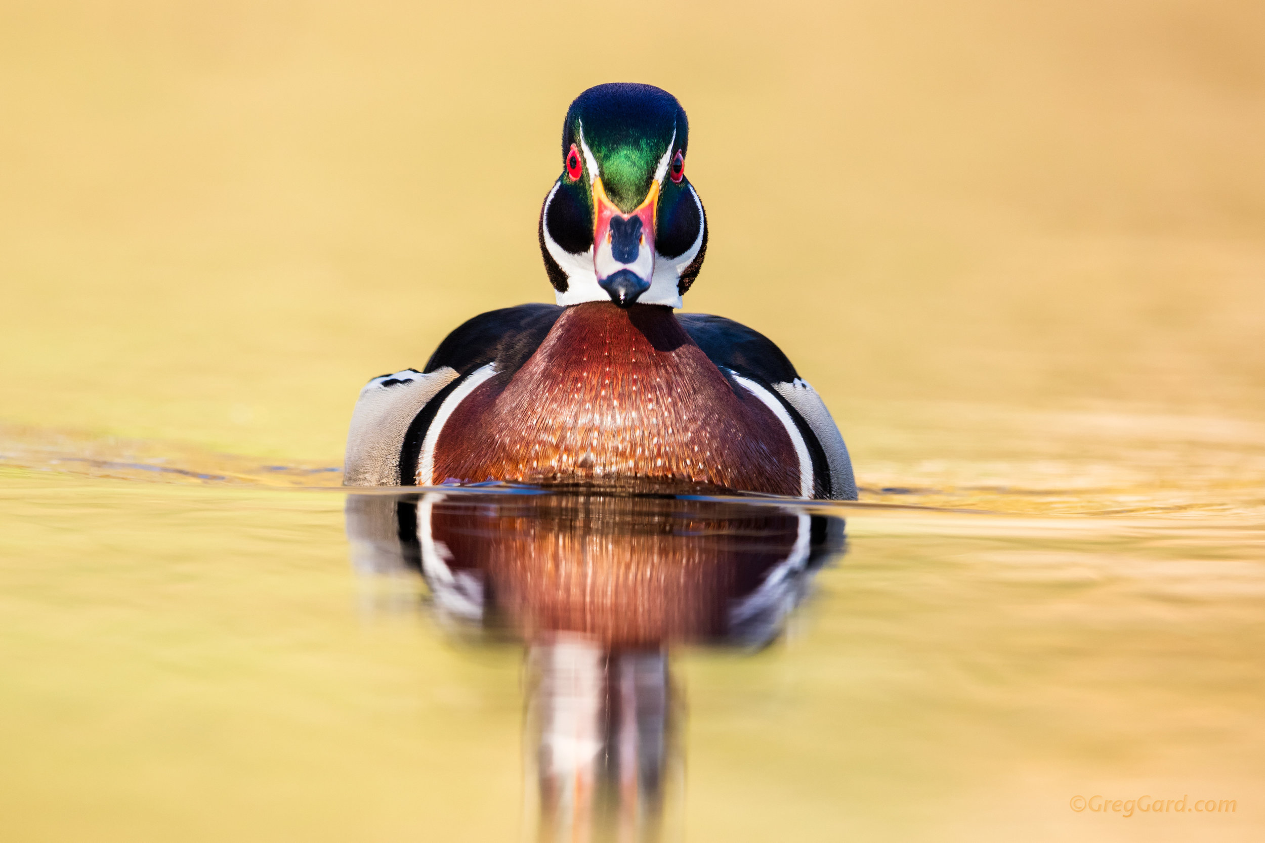 Wood Ducks of Orange County, New York - Location Guide