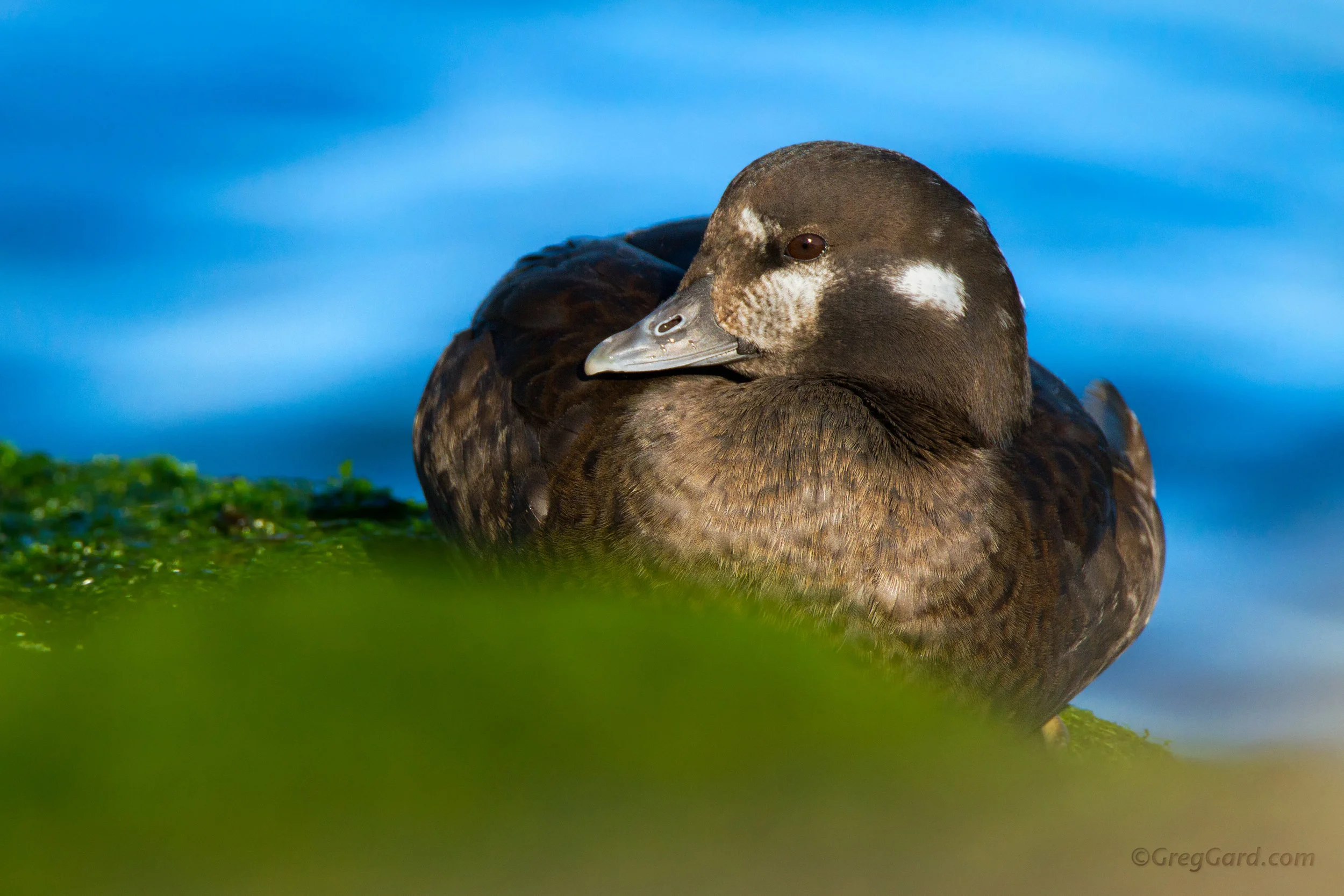Harlequin Duck hen - Barnegat Light, NJ