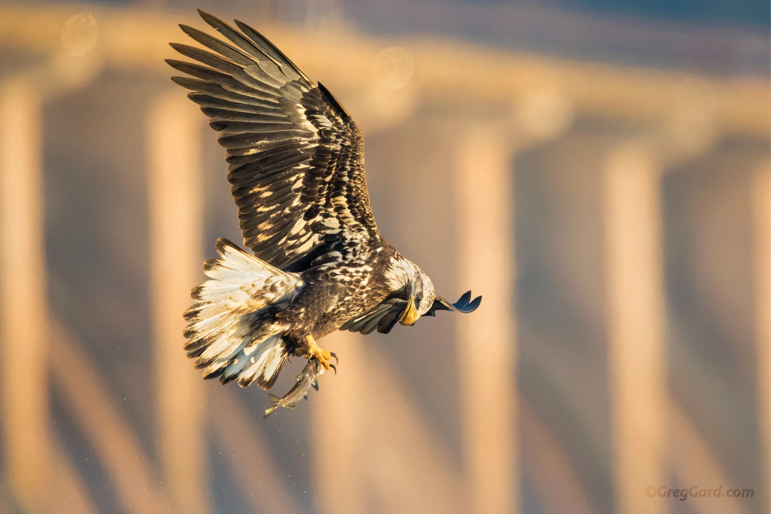 Bald Eagle - Conowingo Dam, Maryland
