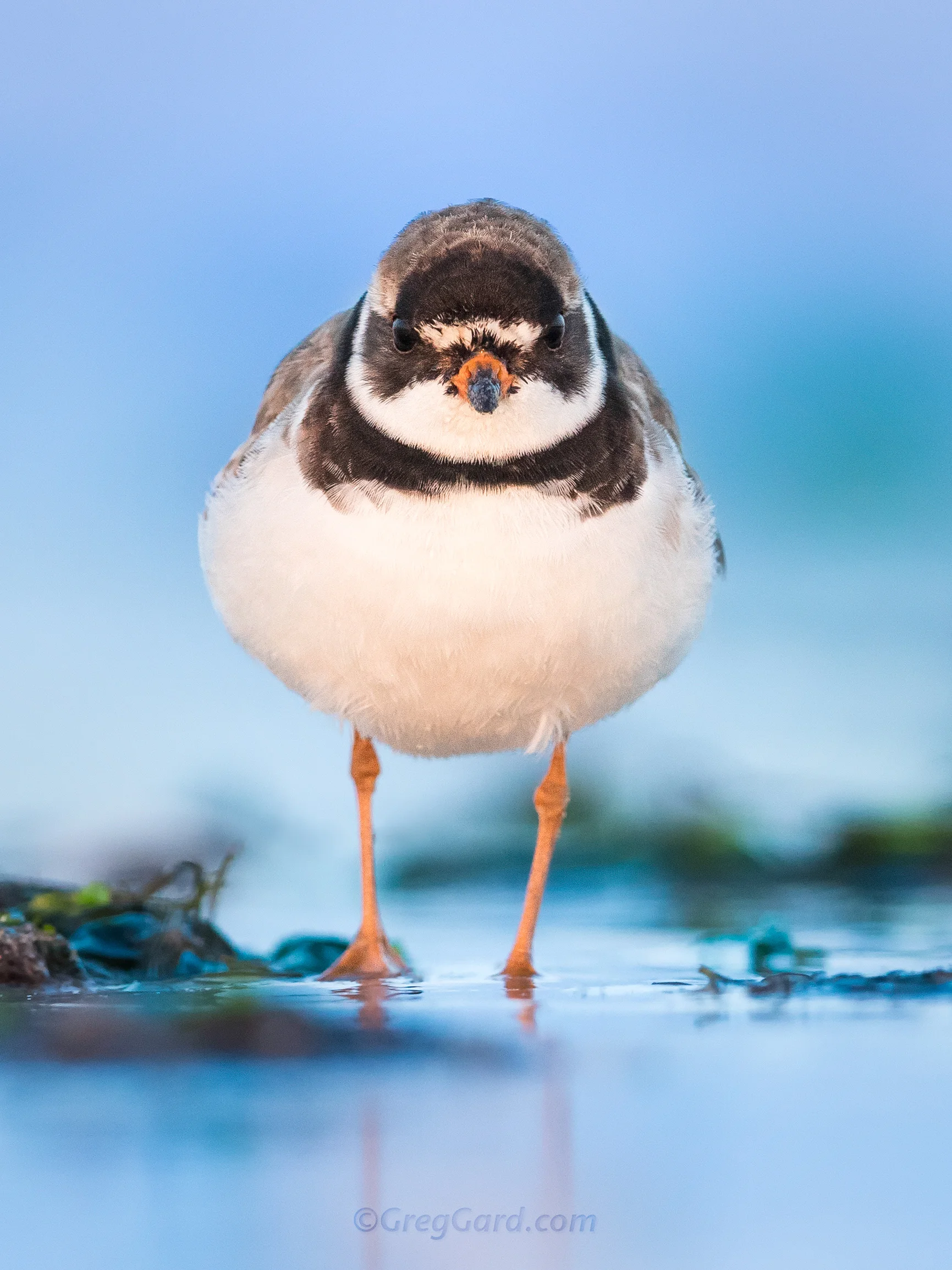 Semipalmated Plover - New Jersey
