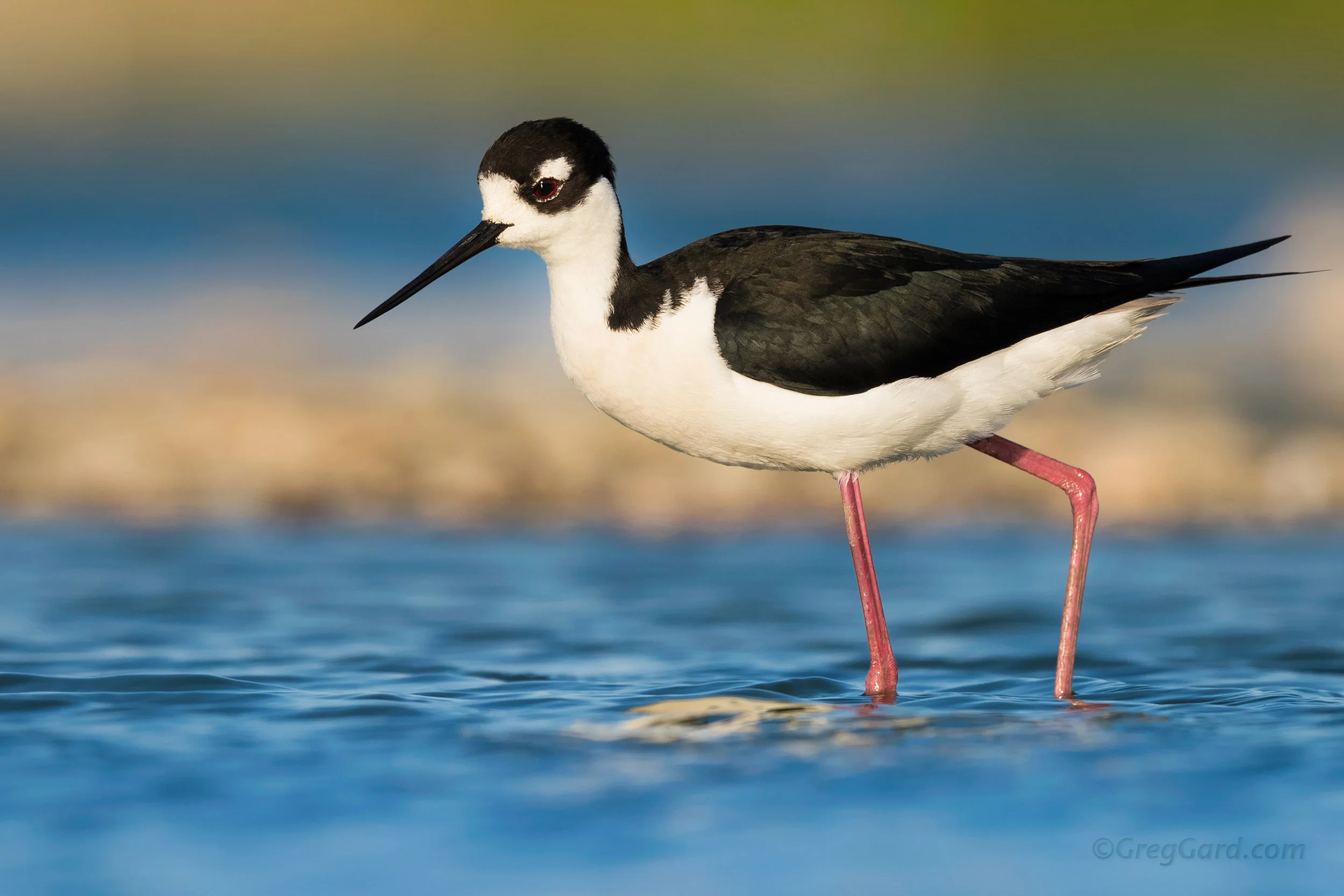 Adult Black-necked Stilt - Bay Area, CA