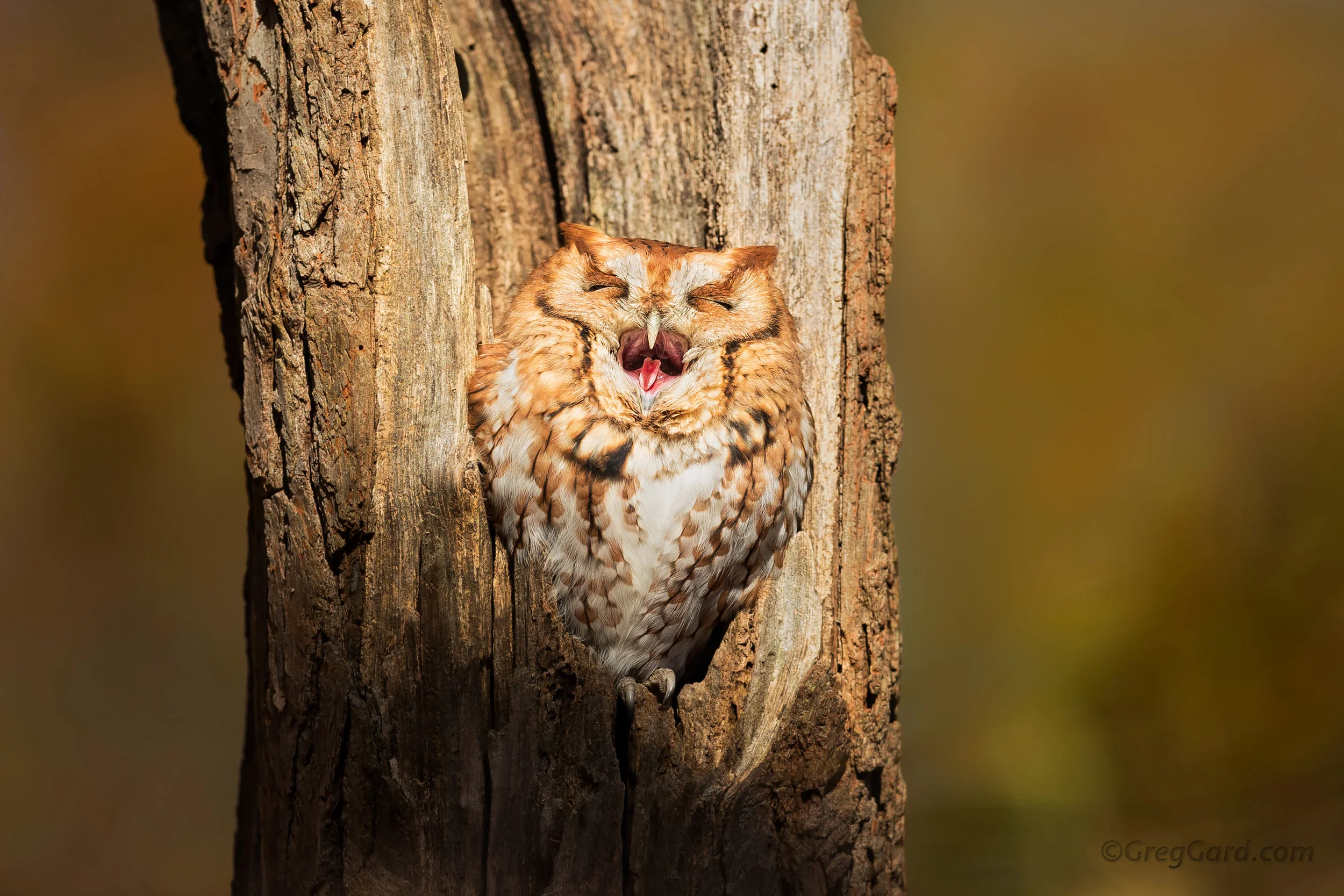 Eastern Screech Owl - New Jersey