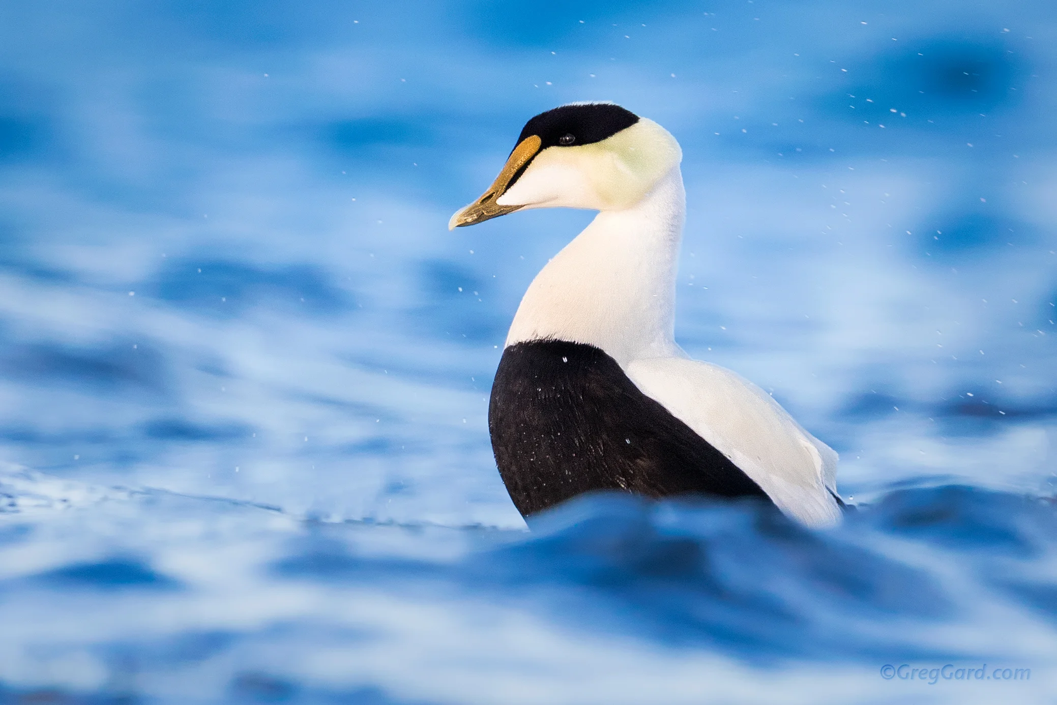Common Eider male - Barnegat Light, NJ