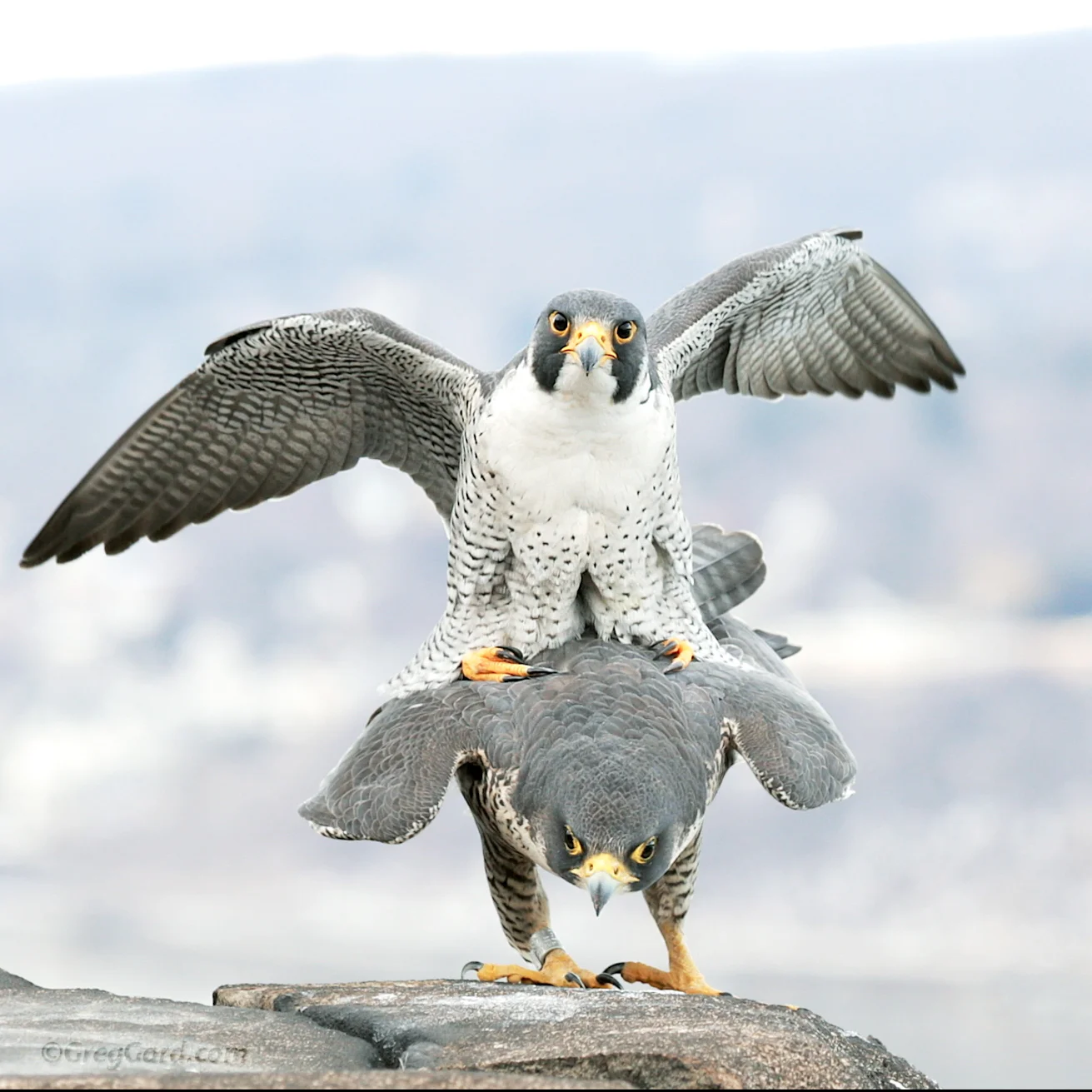 Copulating Peregrine Falcons - State Line Lookout, New Jersey