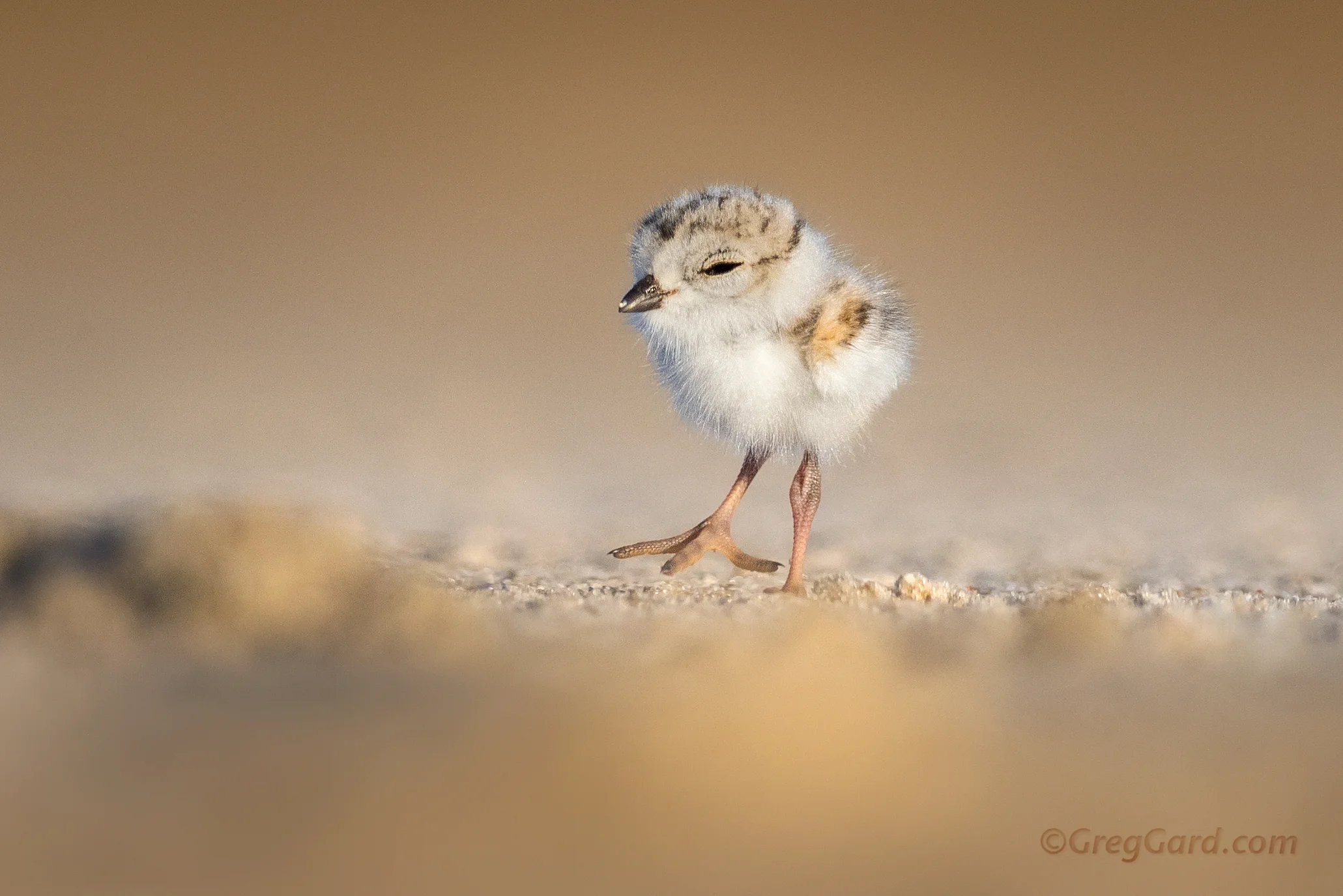 Piping Plover chick