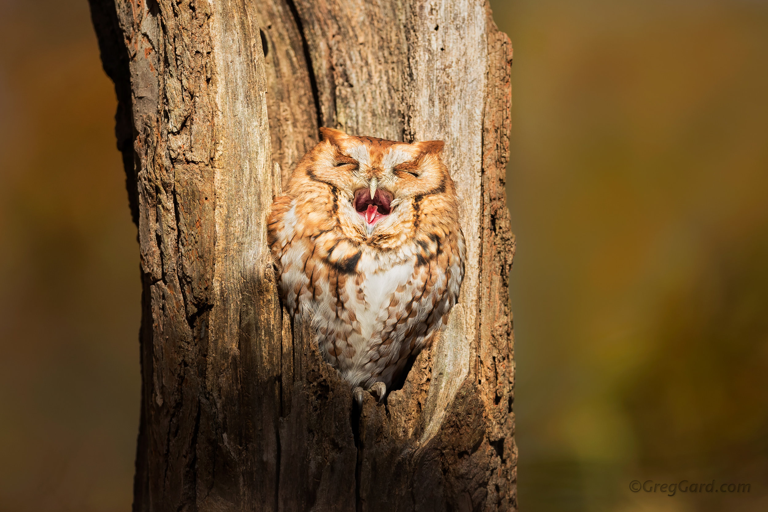 Eastern Screech Owl