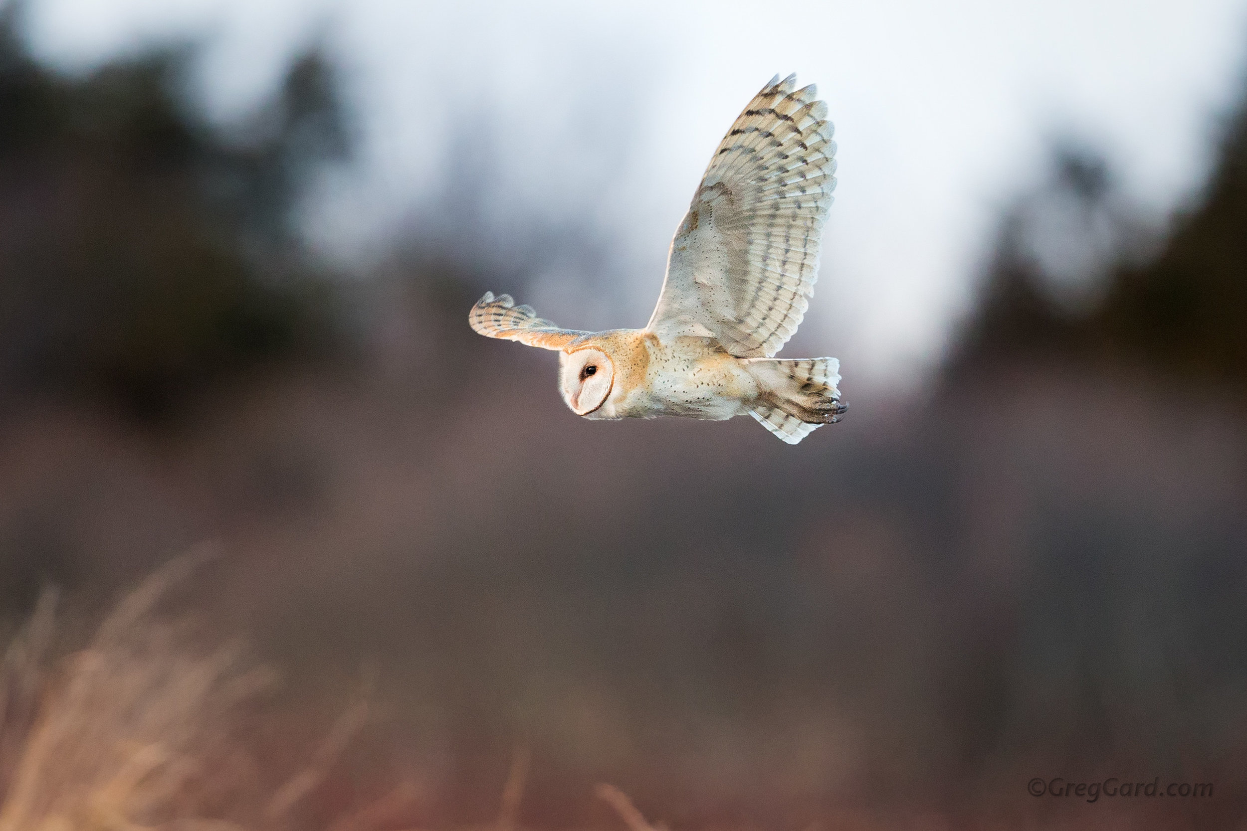 Barn Owl